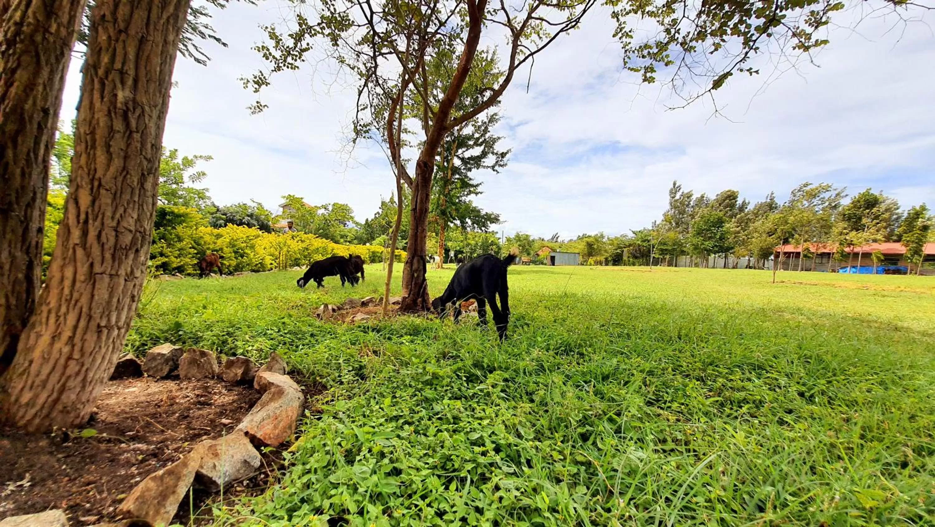 Garden in Avadale Masinagudi - Stag Groups Not Allowed