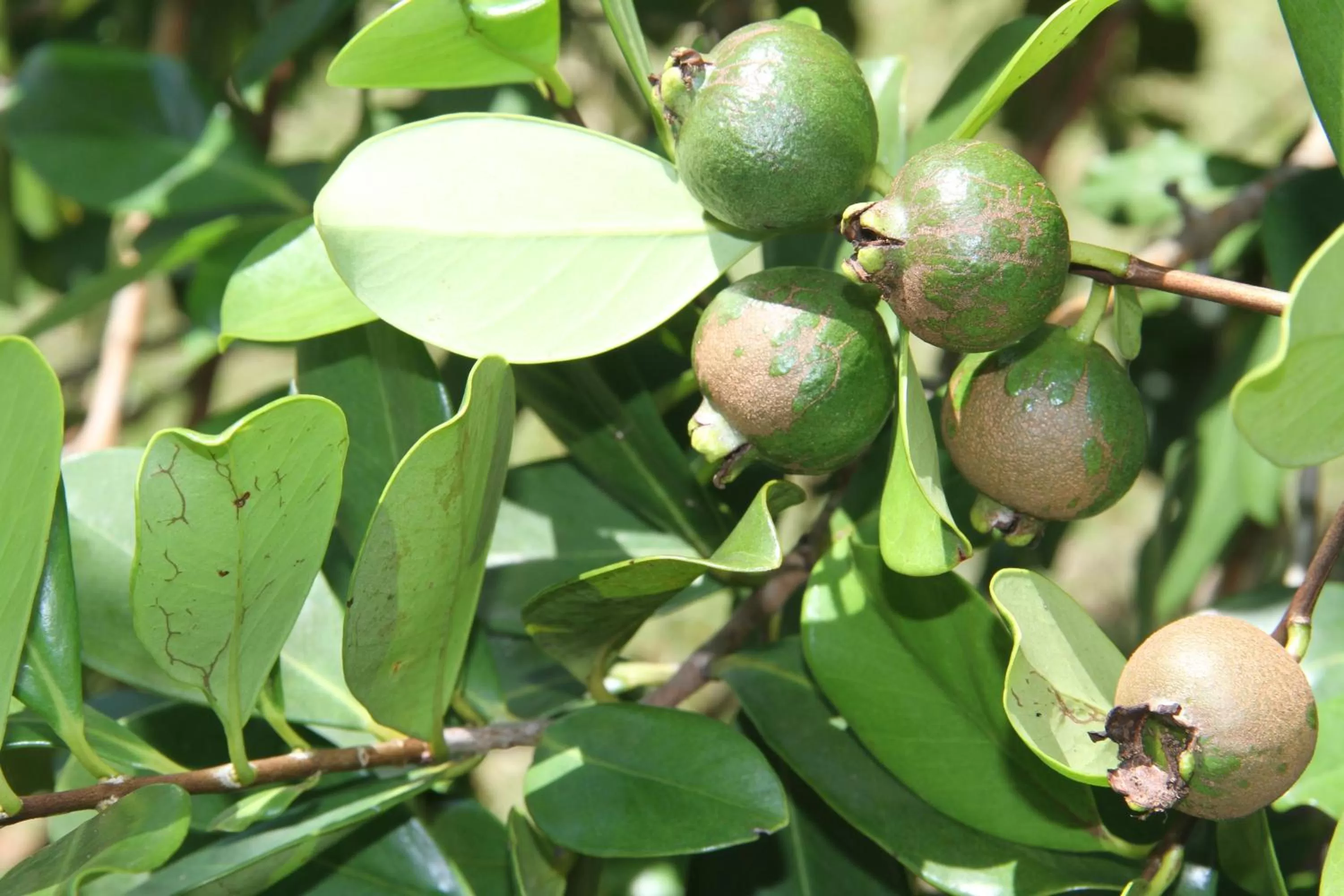 Garden in Daniella's Bungalows