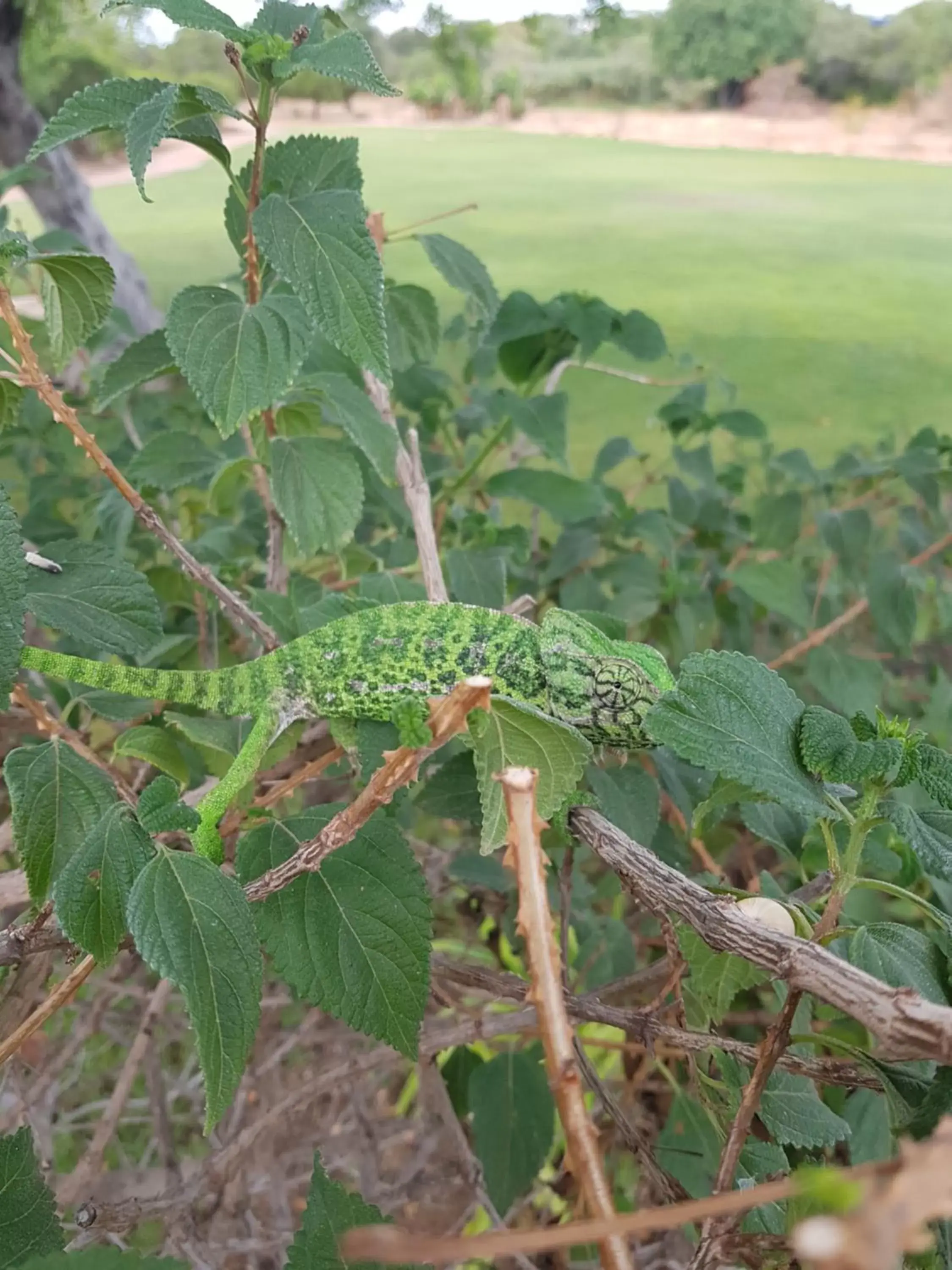 Garden, Bird's-eye View in Quinta dos Poetas Nature Hotel & Apartments