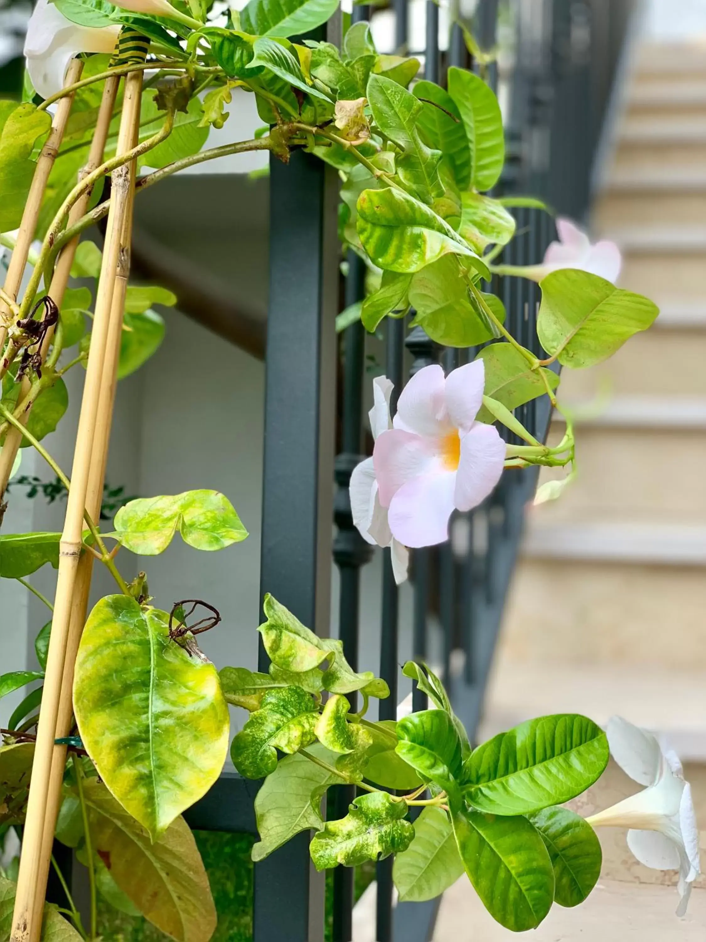 Garden in B&B Di Fiore