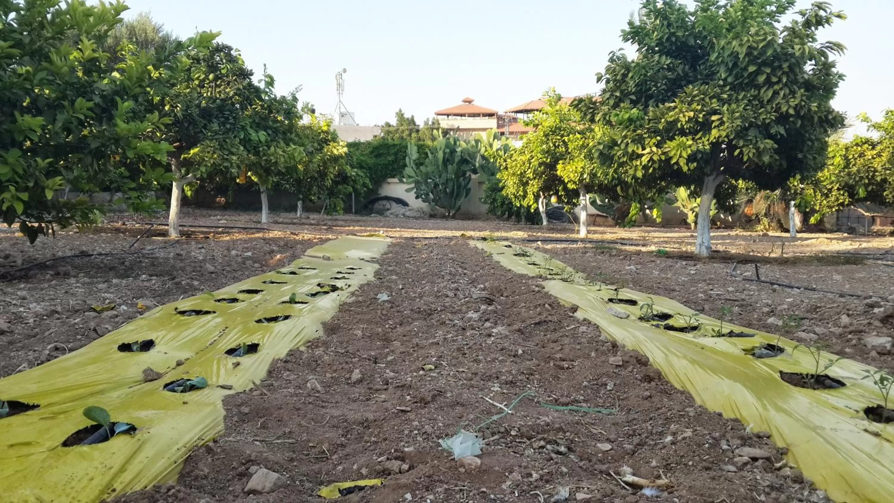 Garden in Auberg-Inn Guesthouse