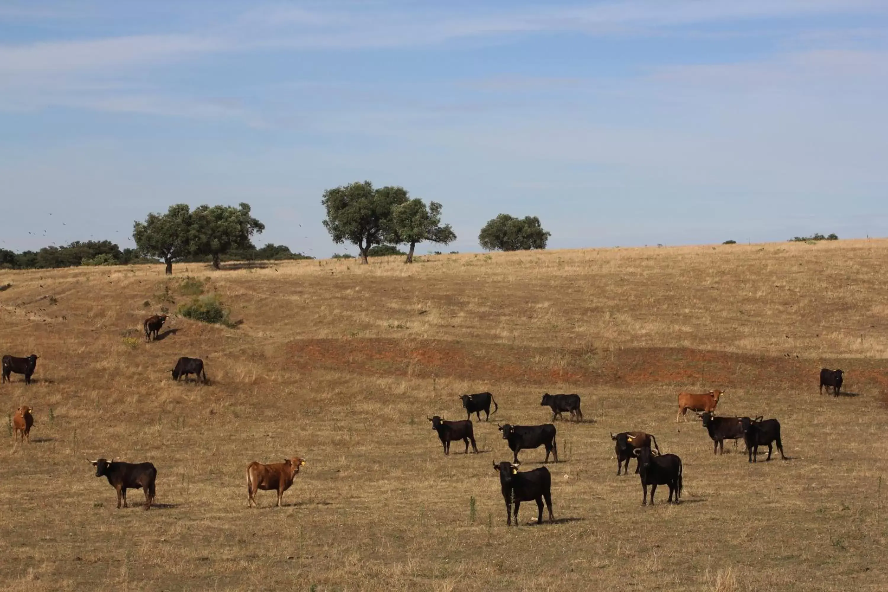 Off site, Other Animals in Pateo dos Solares Charm Hotel