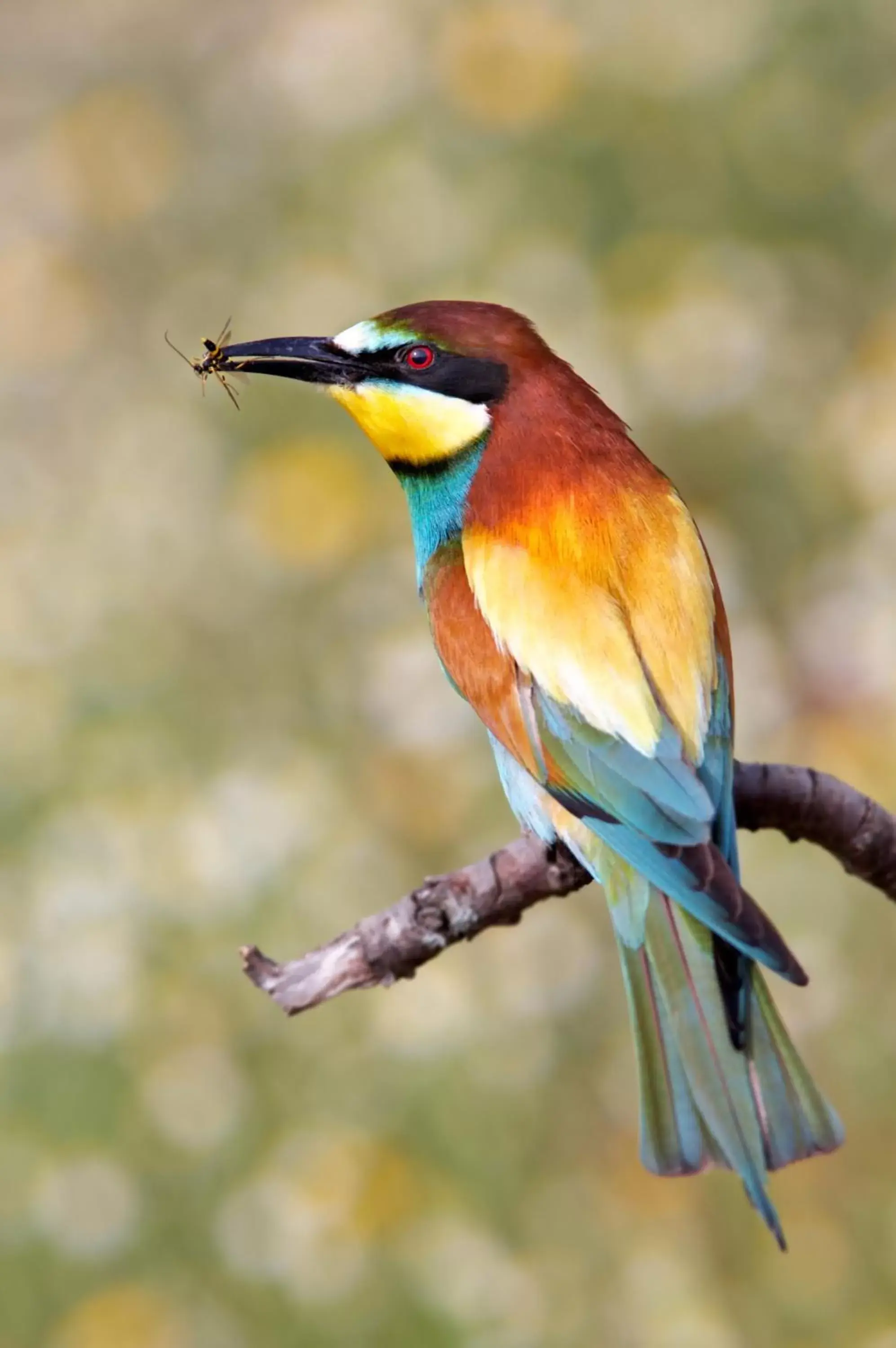 Garden, Other Animals in Clifton Sands Holiday Units