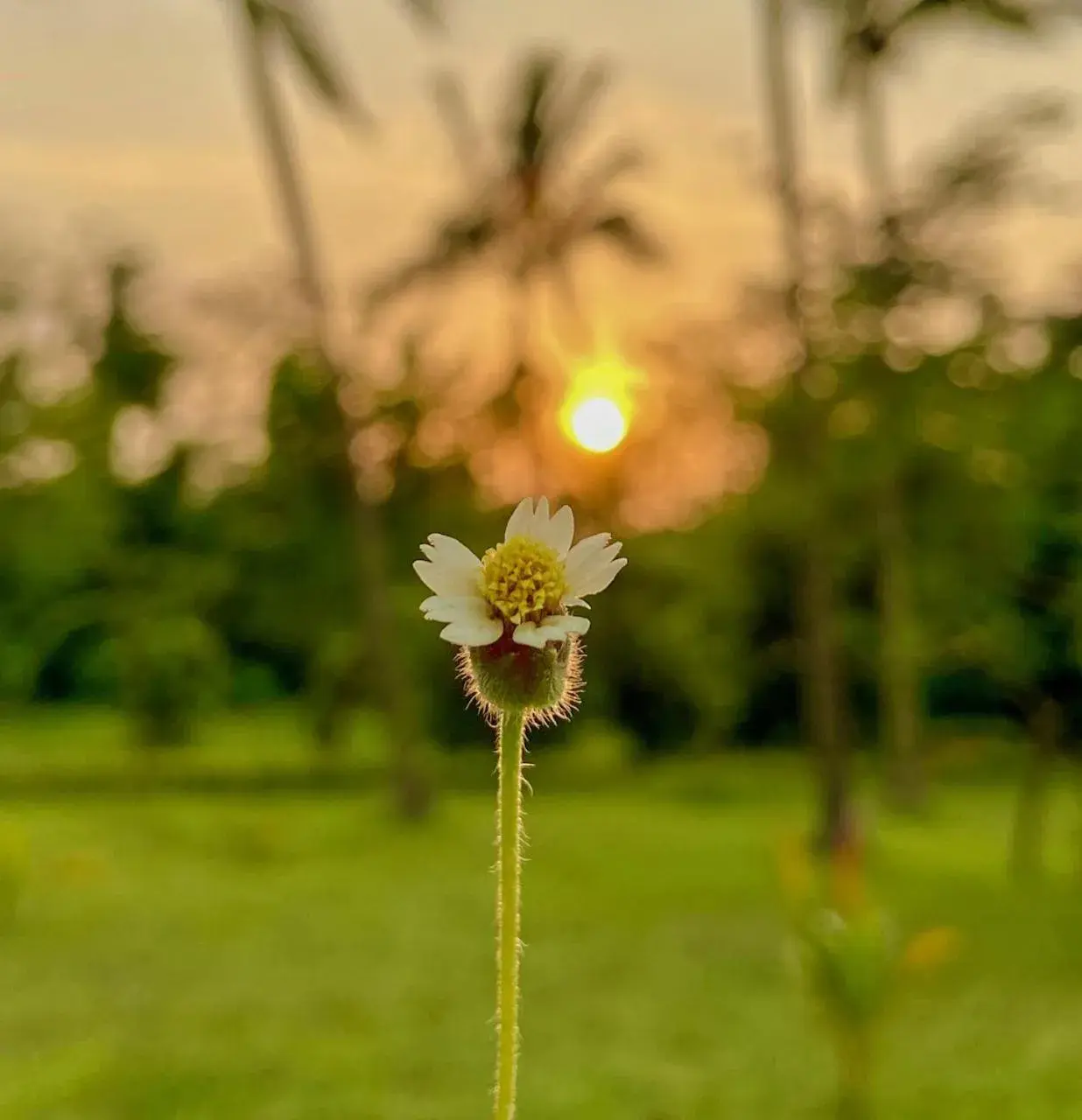 Sunrise, Garden in Trident Bhubaneswar