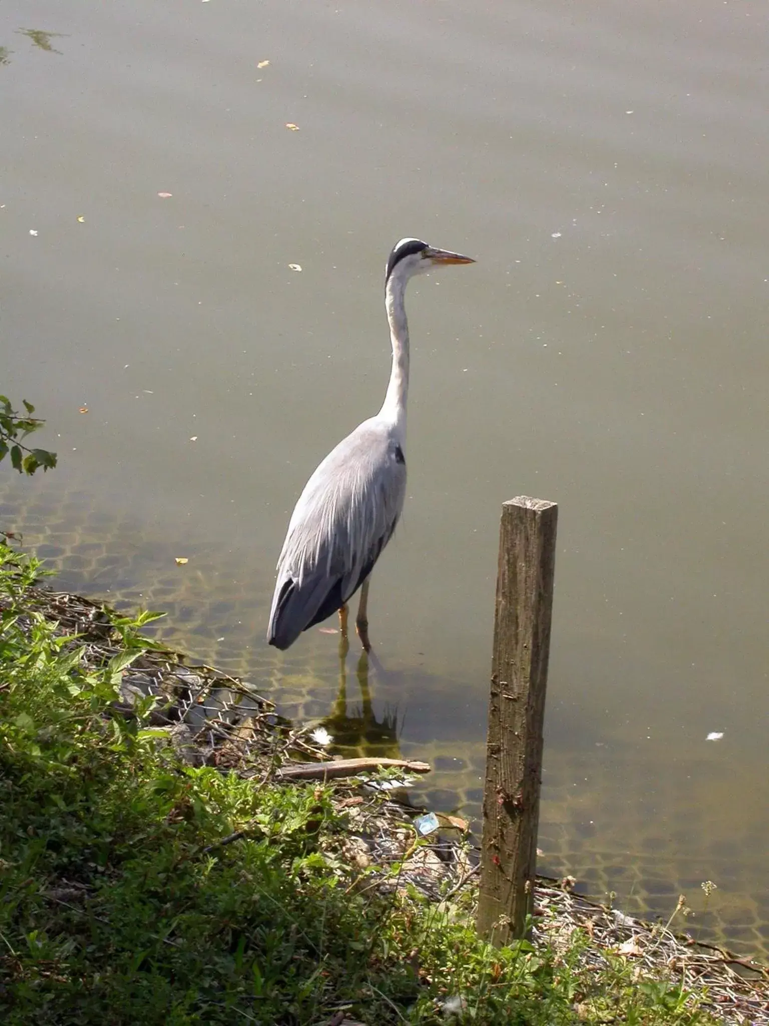 Nearby landmark, Other Animals in B&B Vintage