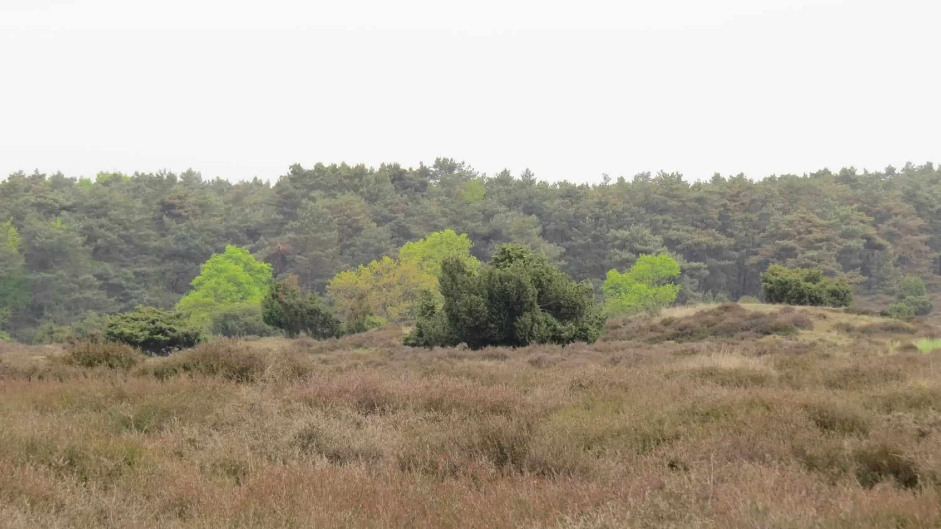 Neighbourhood, Natural Landscape in 't Zwanemeer