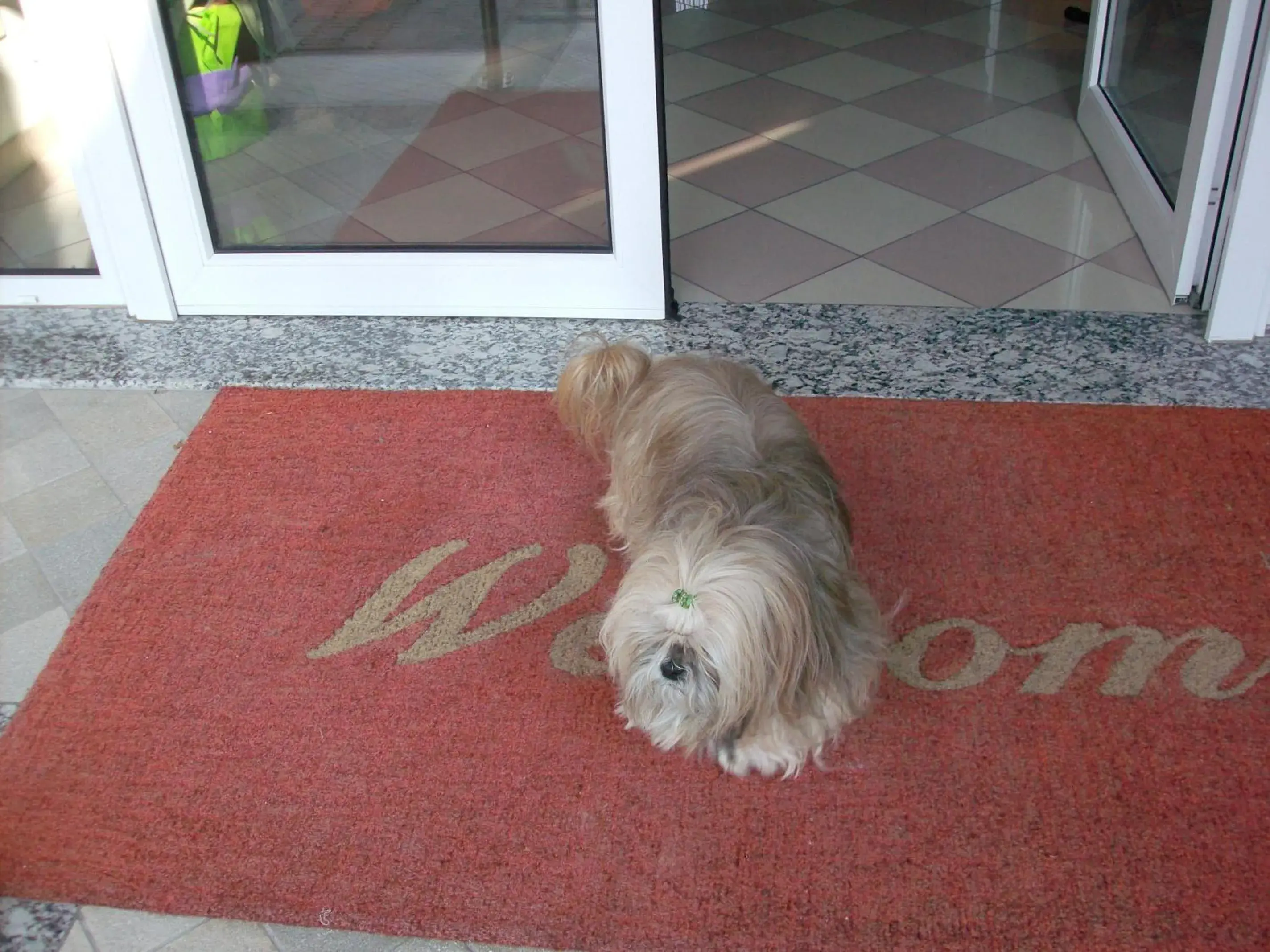 Other, Pets in Hotel Storione
