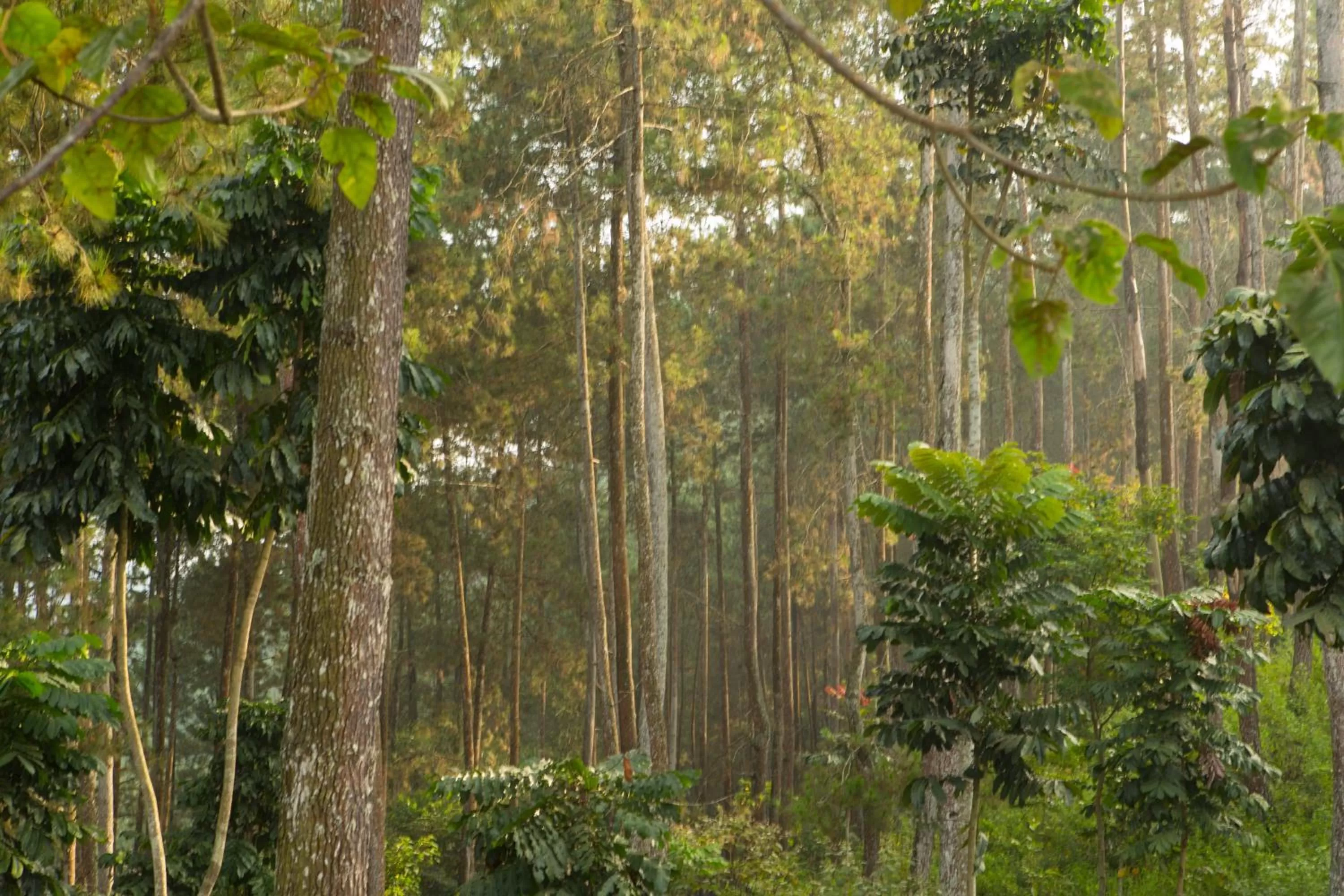 Off site in InterContinental Bandung Dago Pakar by IHG