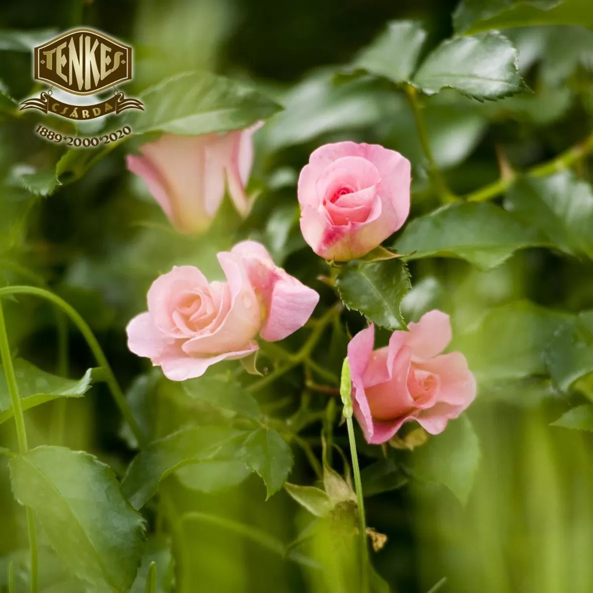 Tenkes Fogadó és Vendégház Harkány