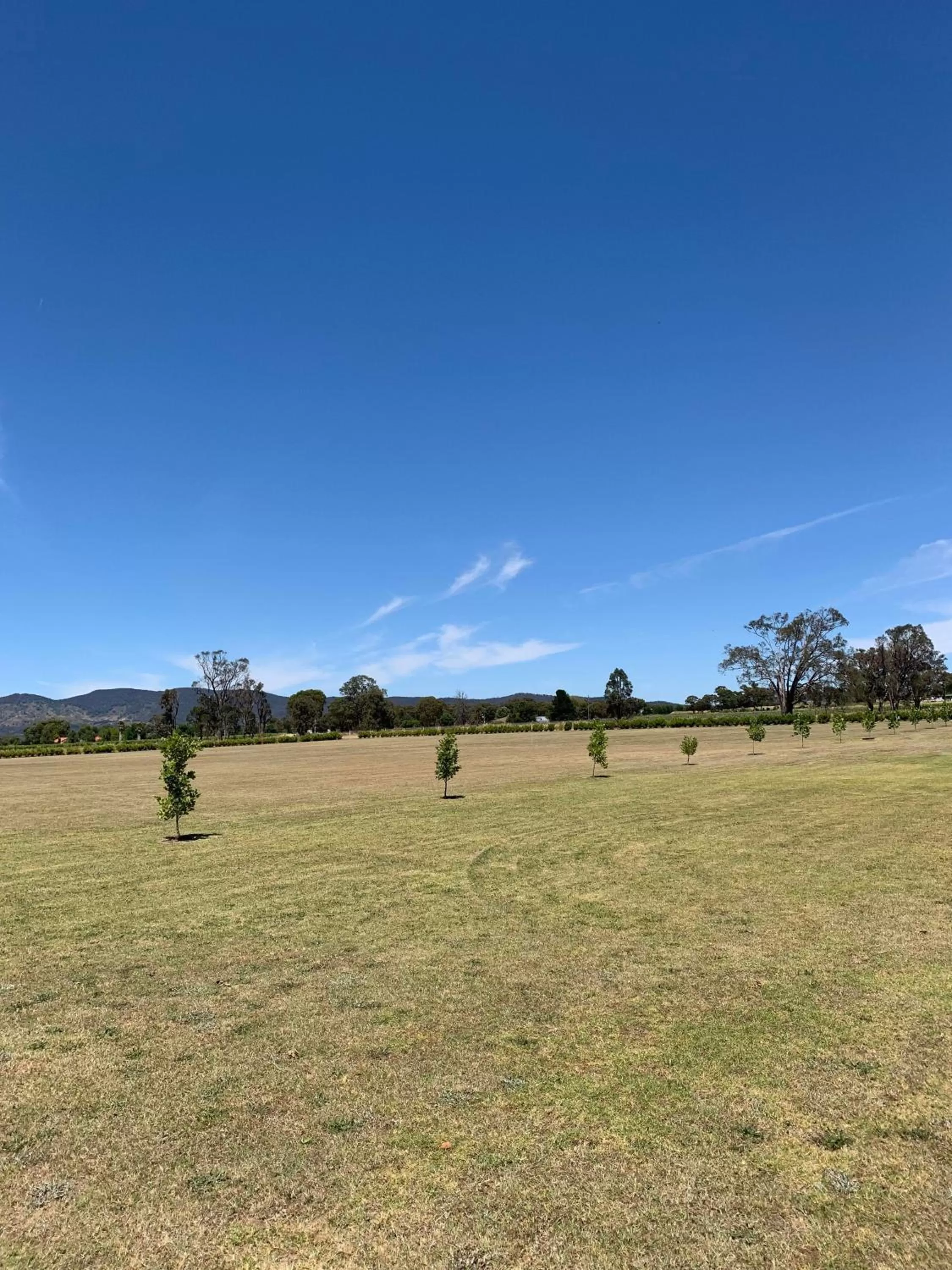 Garden in Mudgee Vineyard Motor Inn