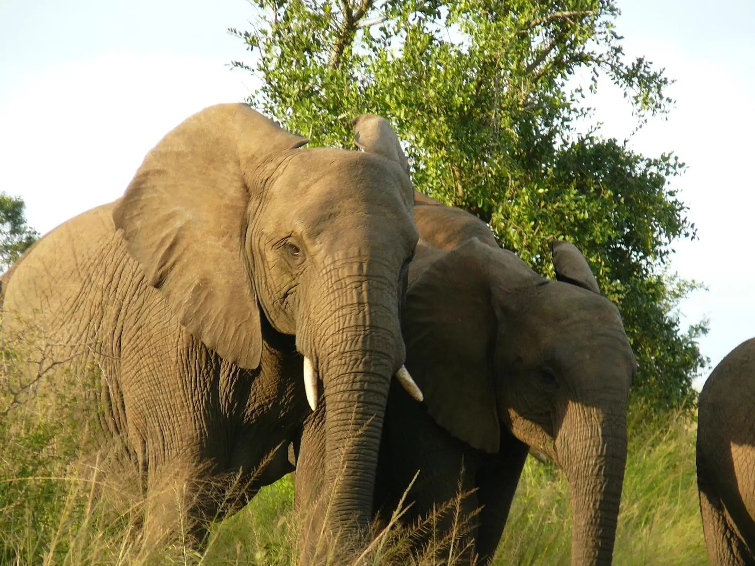 Area and facilities, Other Animals in ANEW Hotel Hluhluwe