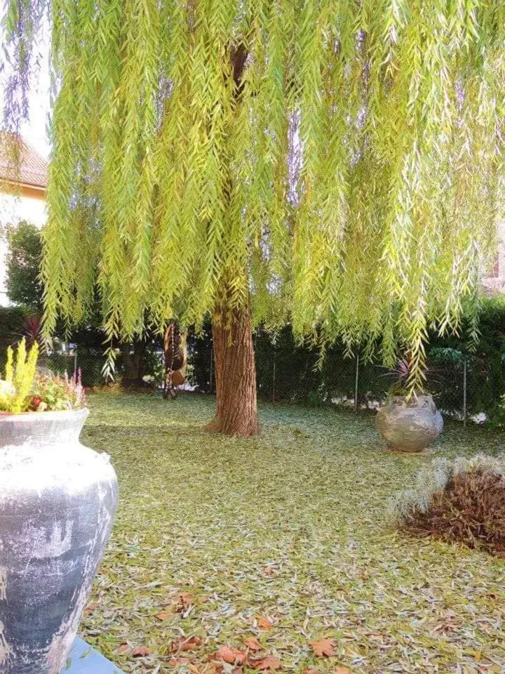 Garden in Hotel des Horlogers