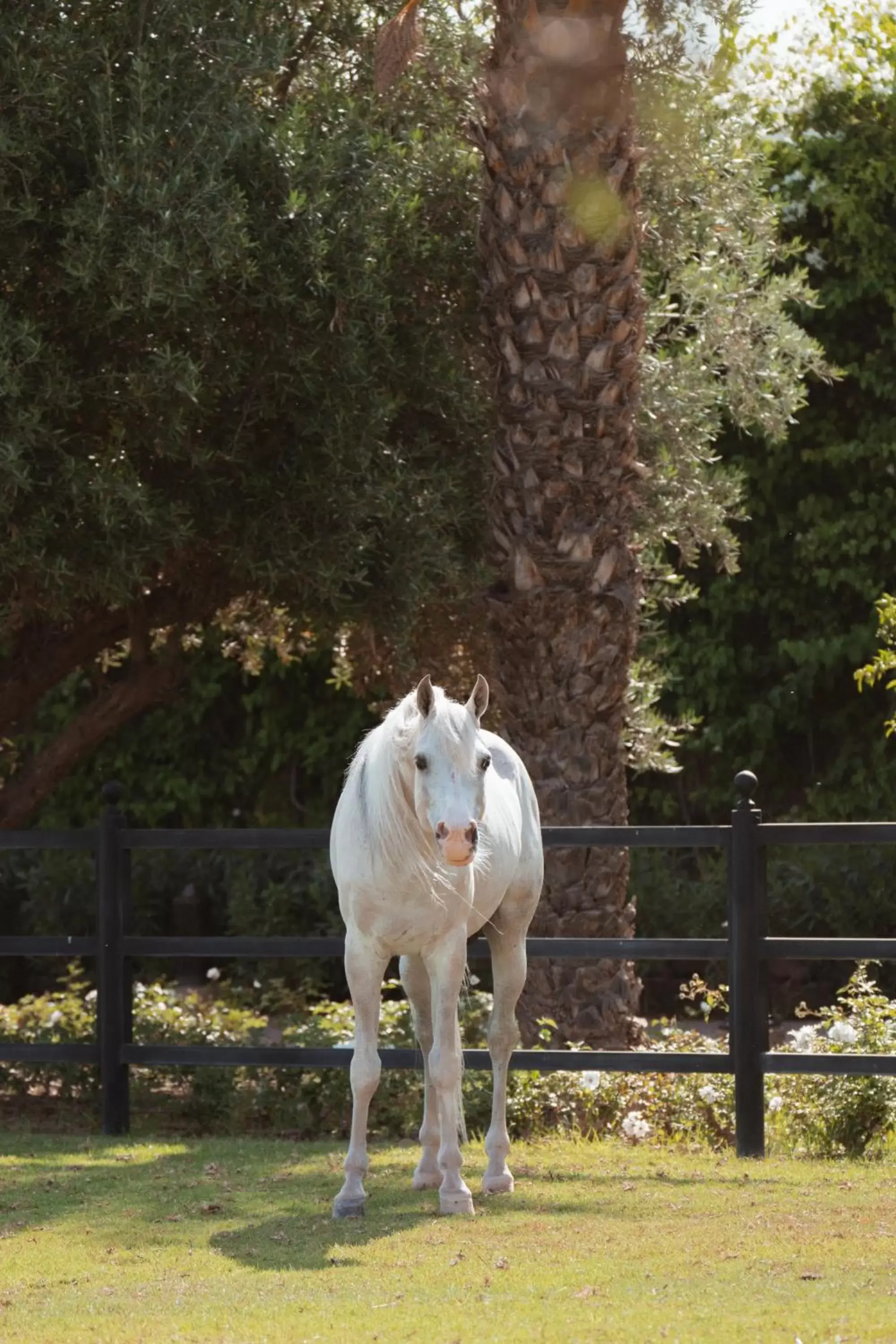 Horse-riding, Pets in Selman Marrakech