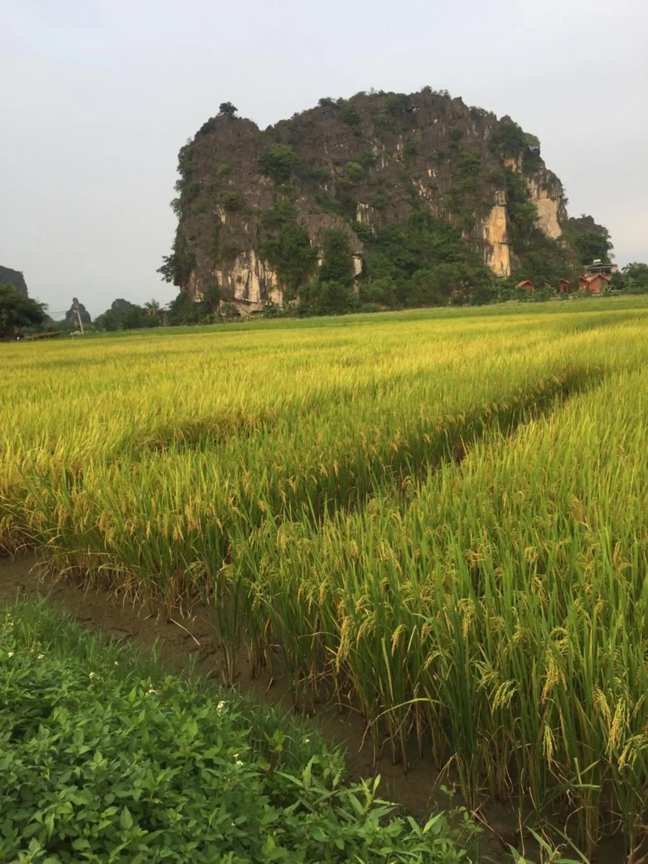 Natural Landscape in Tam Coc Heart Homestay