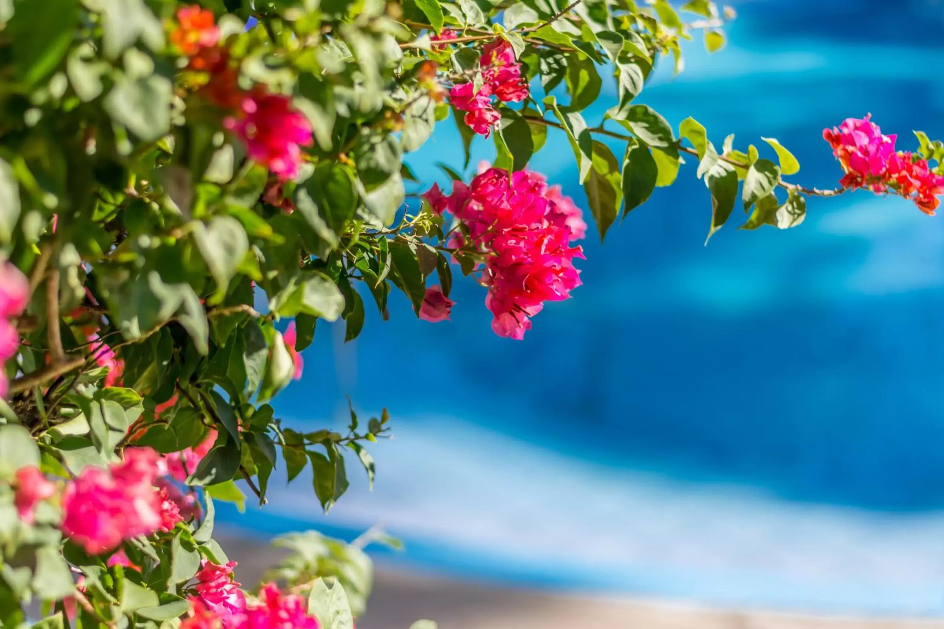 Garden in Hotel Colinas del Sol