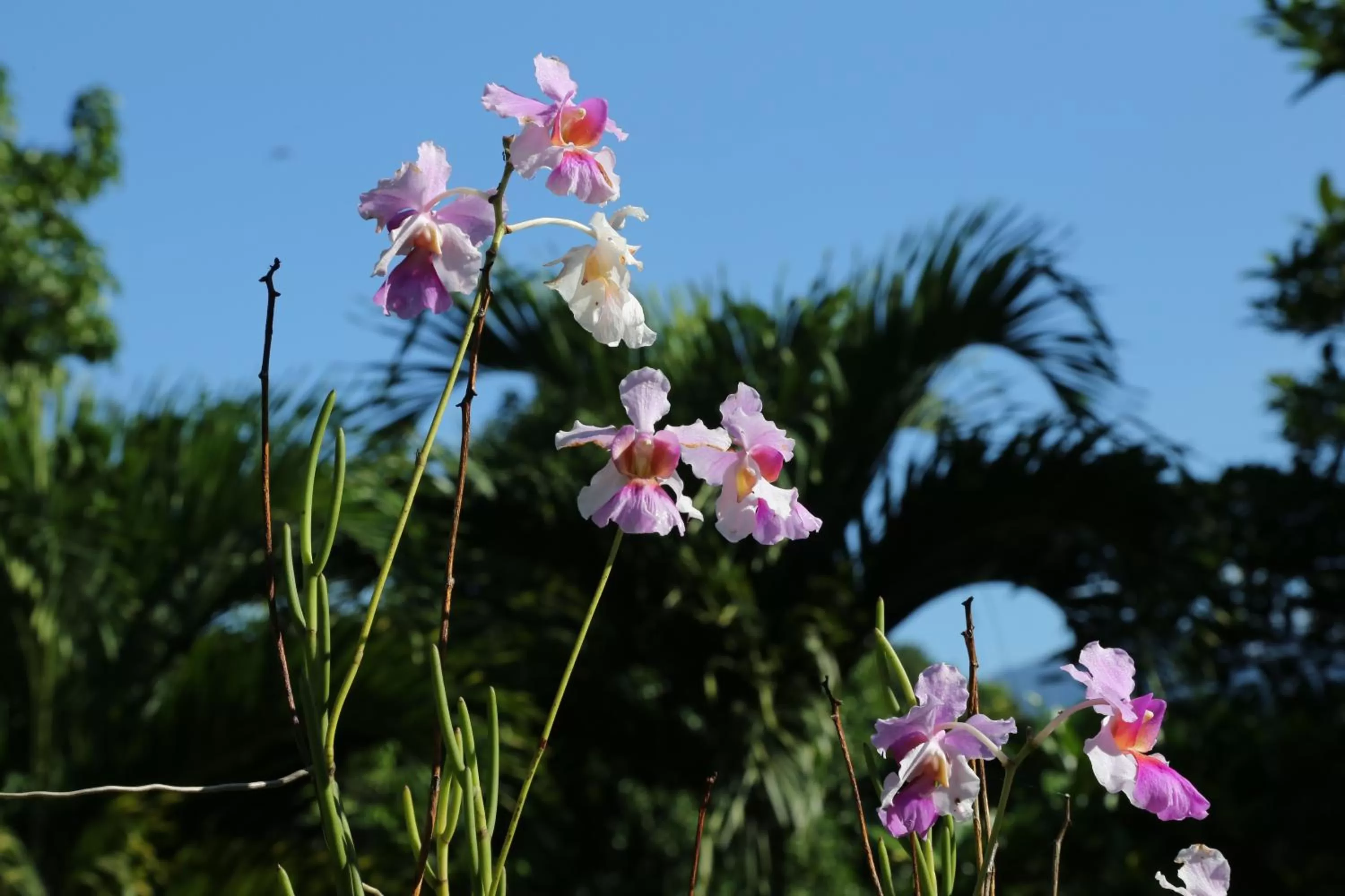 Spring in Blue Banyan Inn