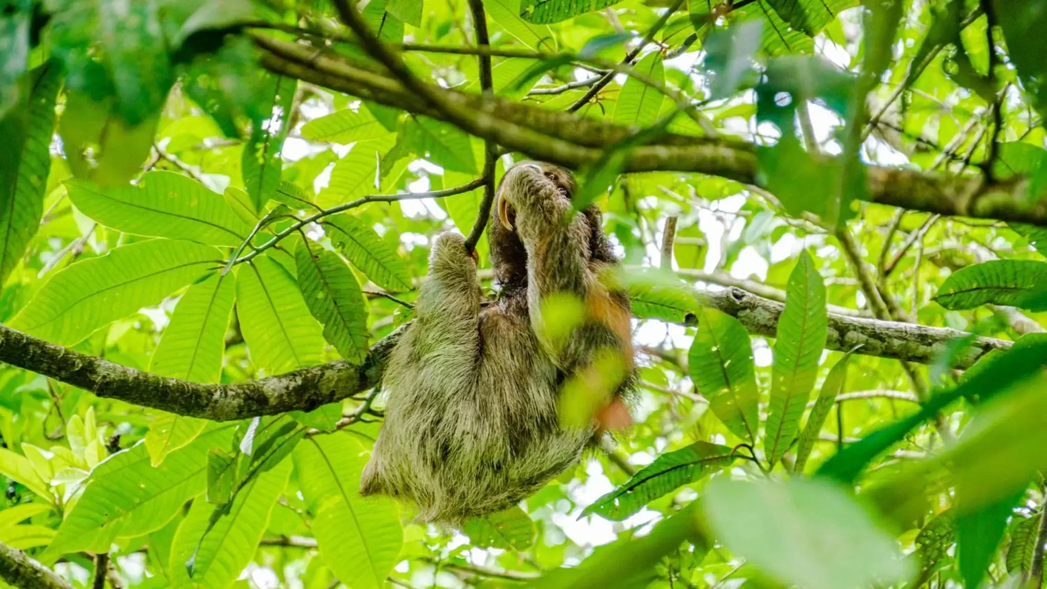 Property building, Other Animals in Agutipaca Bungalows