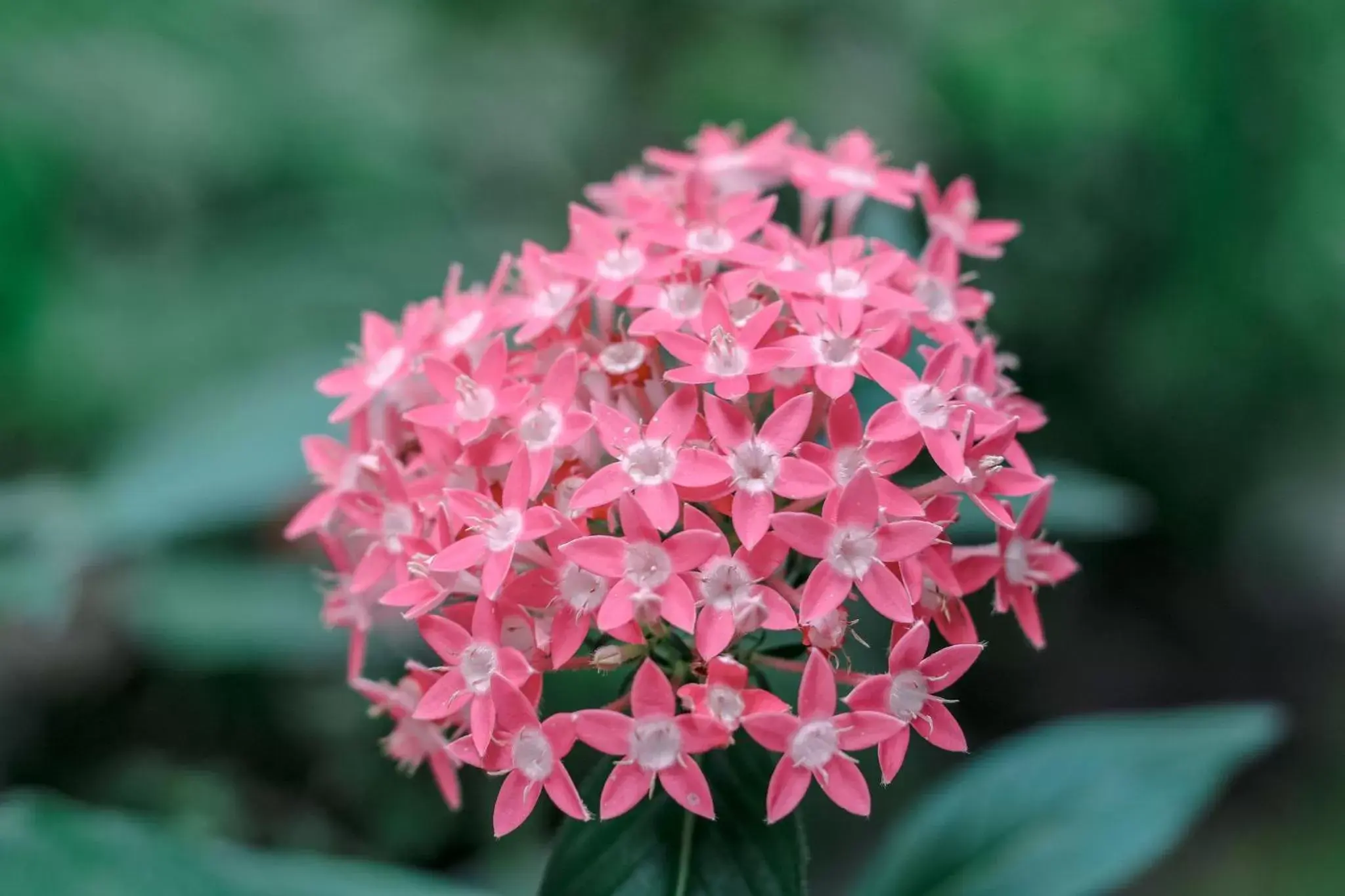 Garden in Tamarindo Bay Boutique Hotel - Adults Only