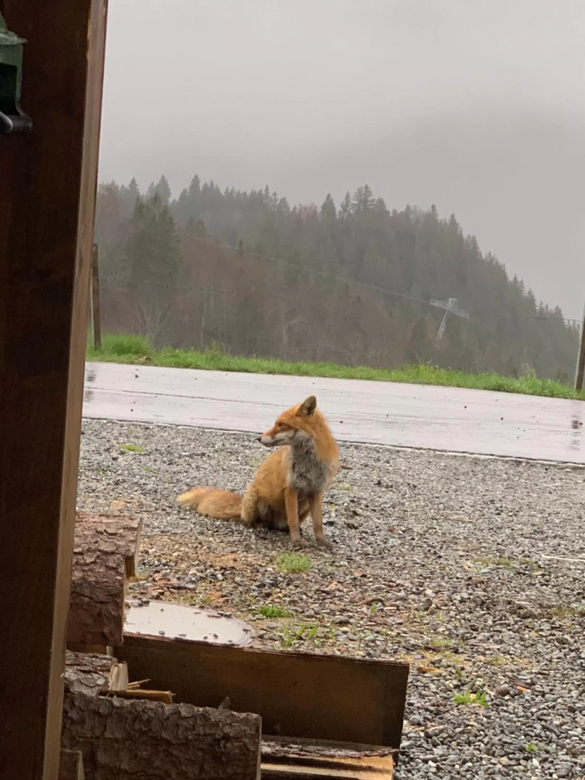 Pets in Jägerstübli Grindelwald