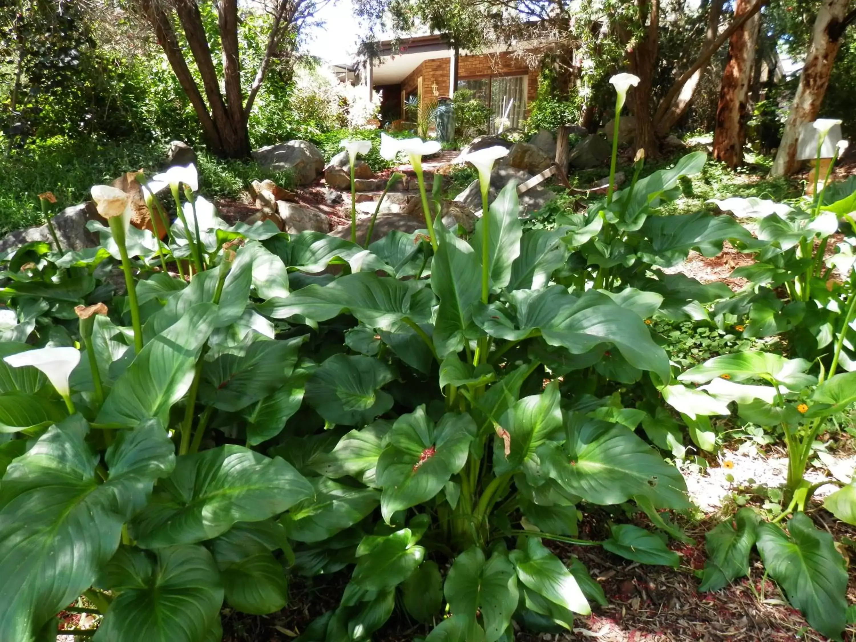 Garden in The Hideaway Luxury B&B Retreat