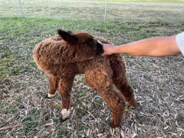 Other Animals in Sunflower Motel