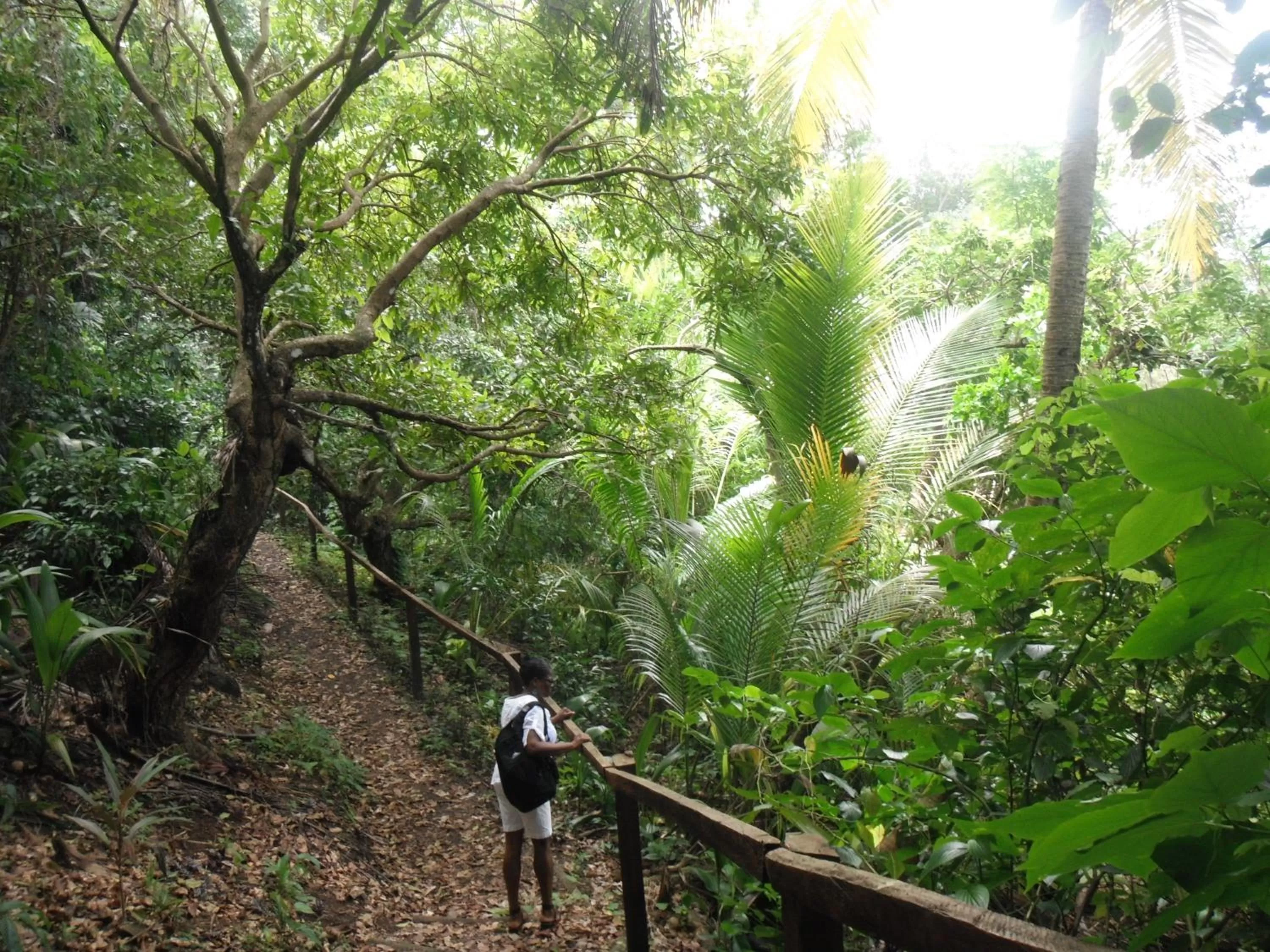 Beach in Classique International in Dominica