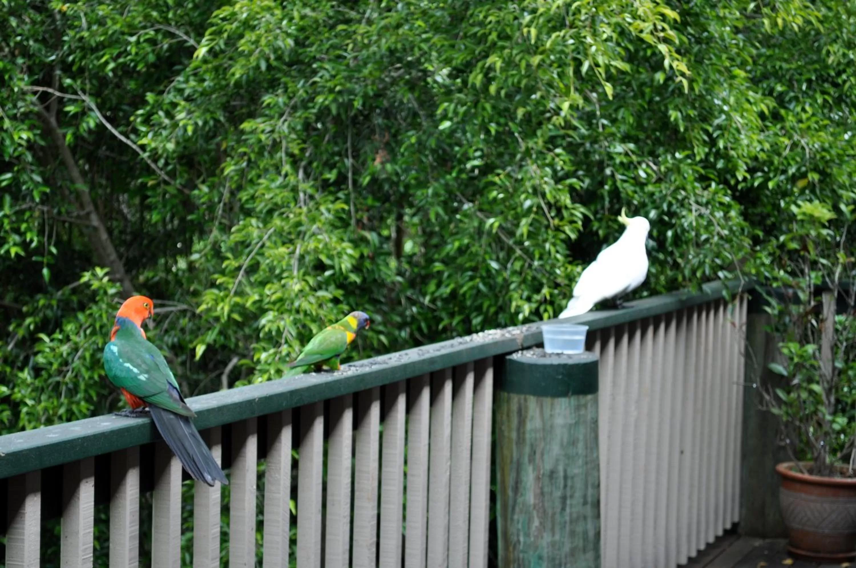 Lounge or bar in The Castle on Tamborine