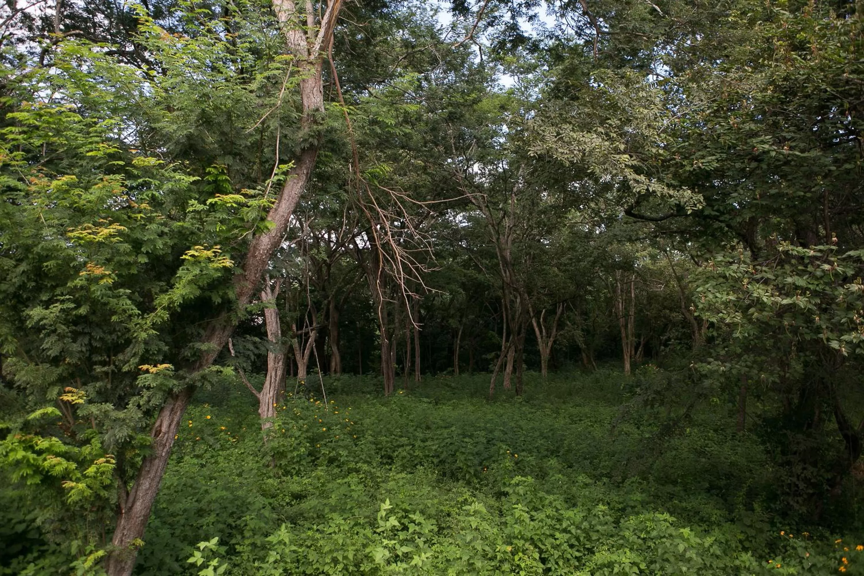 Garden view, Natural Landscape in Tamarindo Sunshine