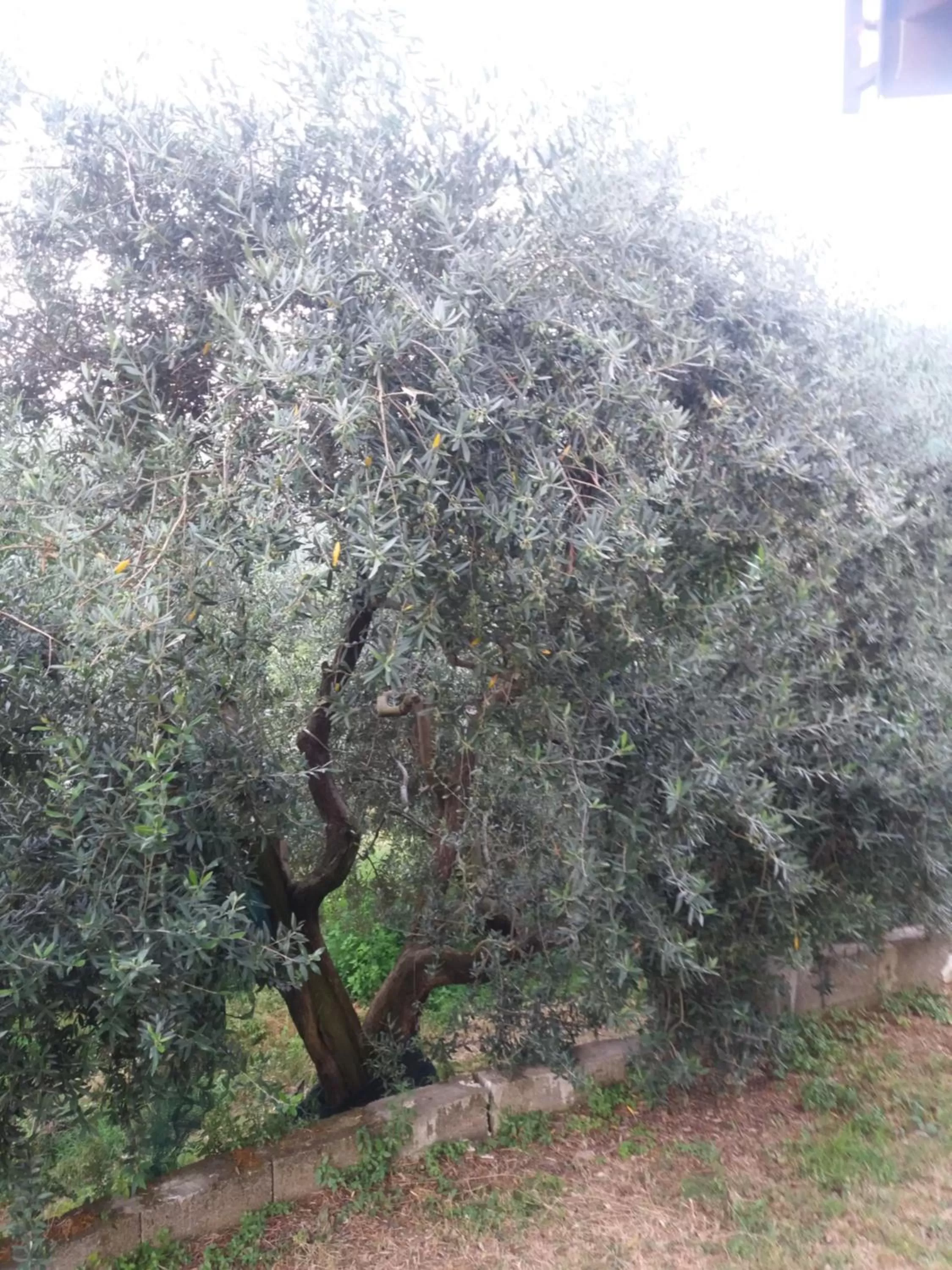 Natural landscape in IL CEPPO sui sentieri per Amalfi