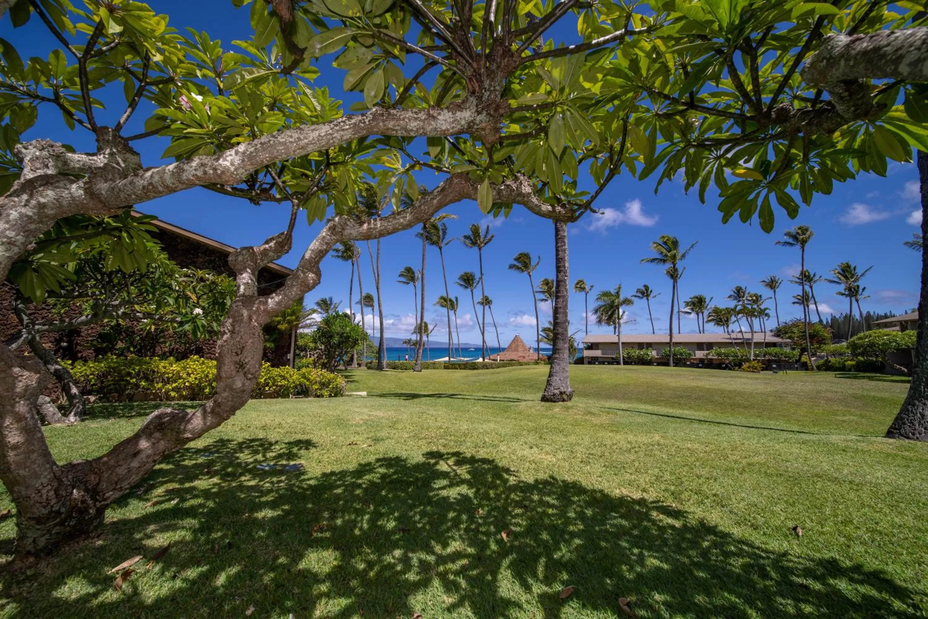 Natural landscape in Napili Shores Maui by OUTRIGGER - No Resort & Housekeeping Fees