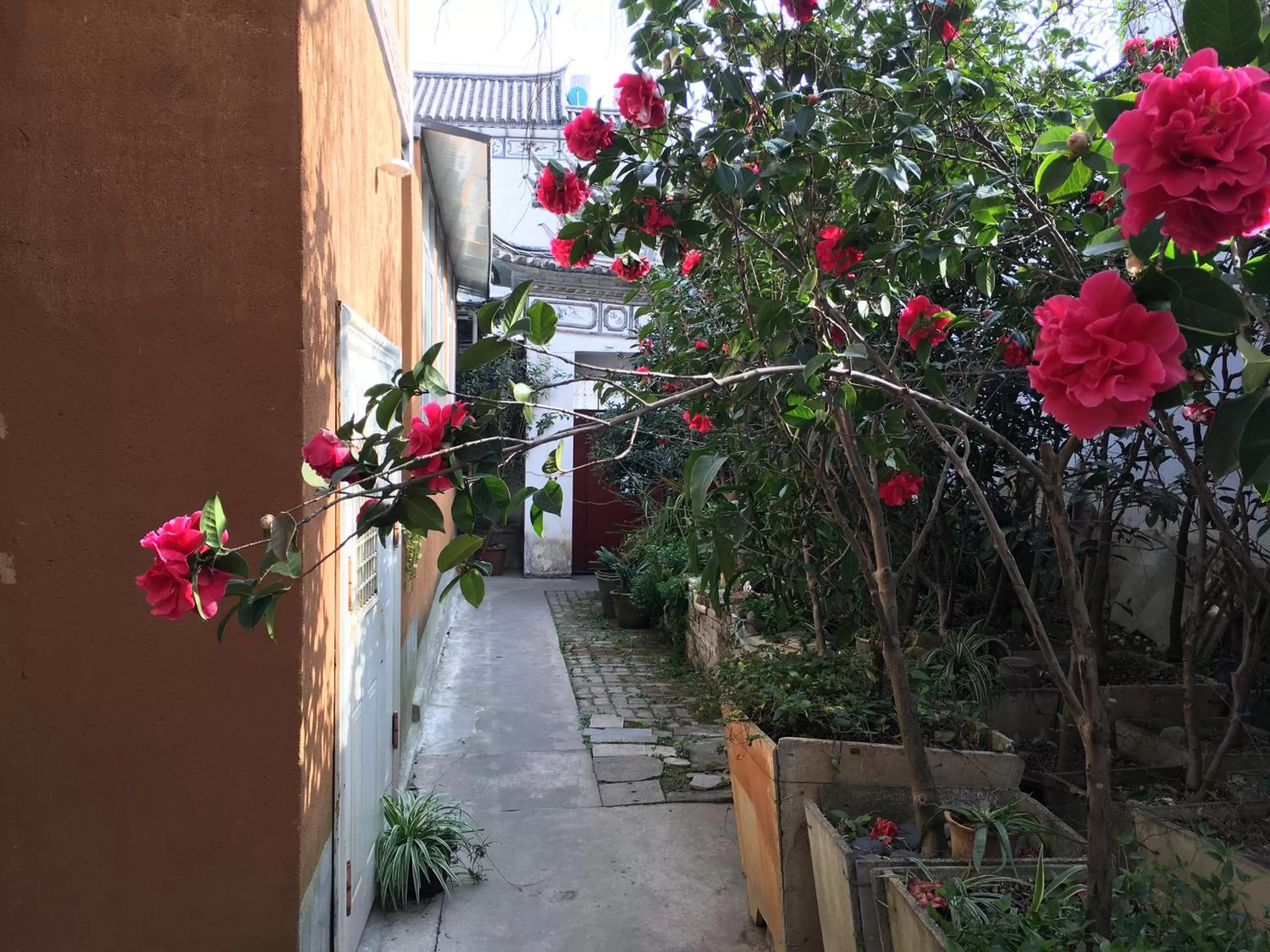 Property building in The Lily Pad Inn