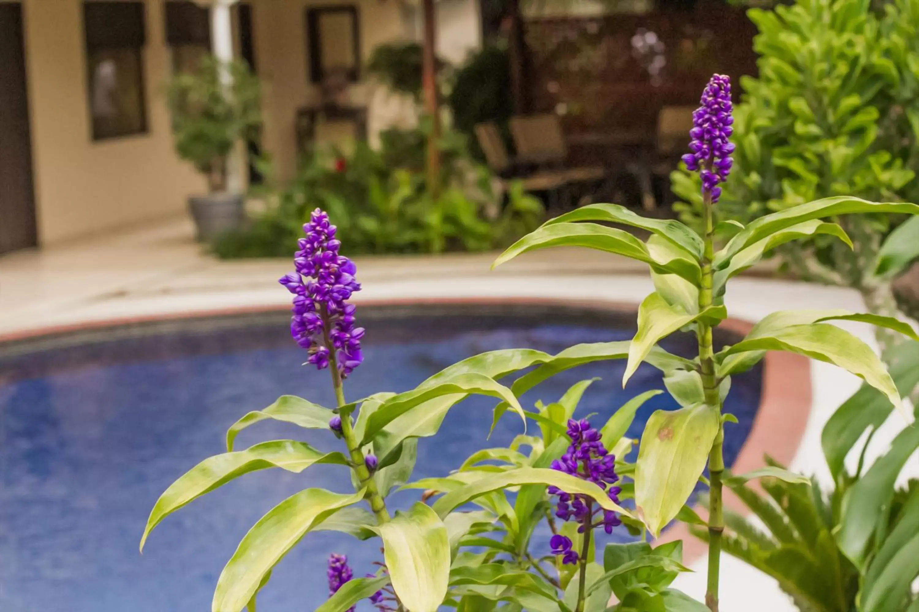 Garden, Swimming Pool in La Riviera Hotel