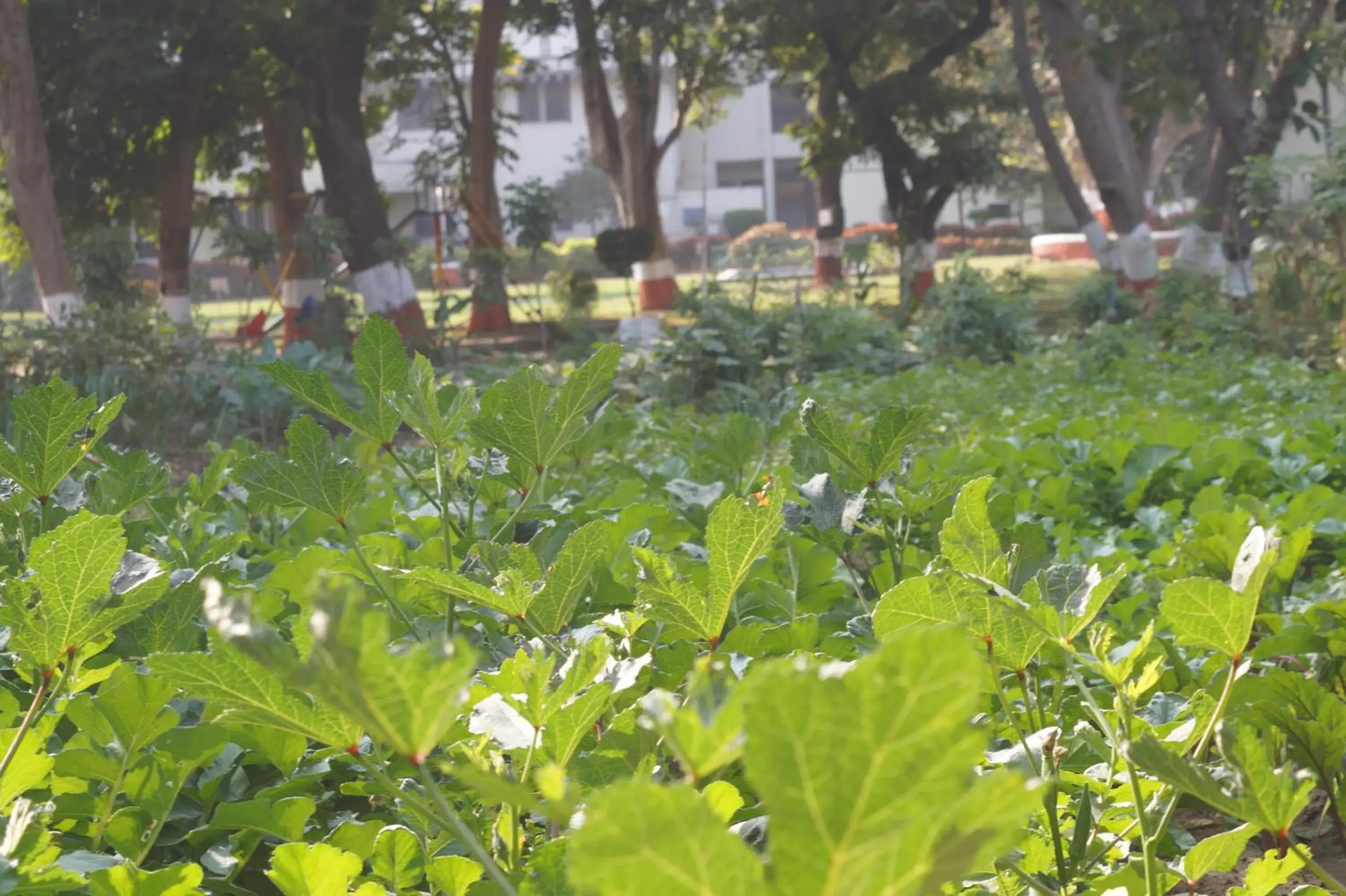 Garden in The Ambassador Ajanta