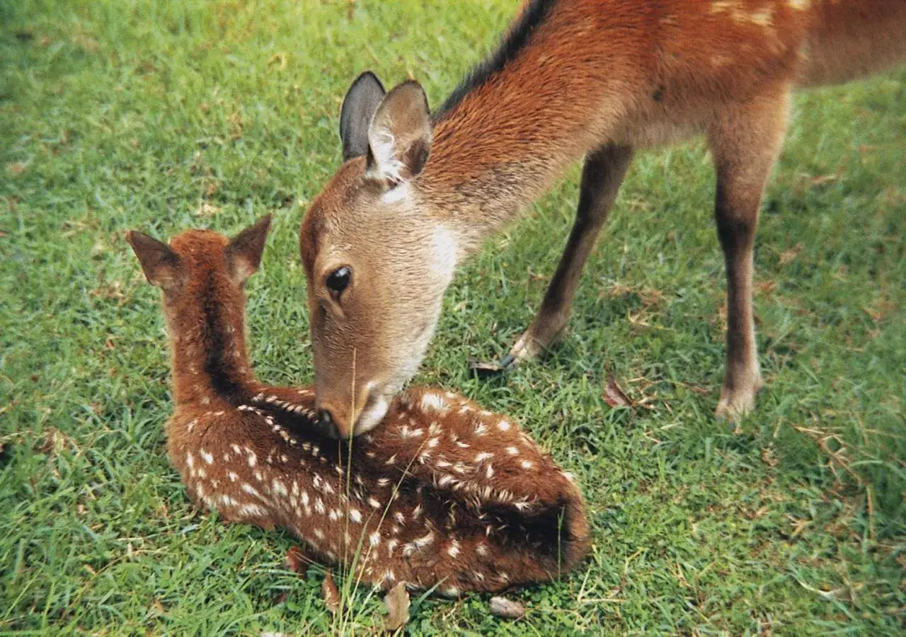 Other Animals in AB Hotel Nara