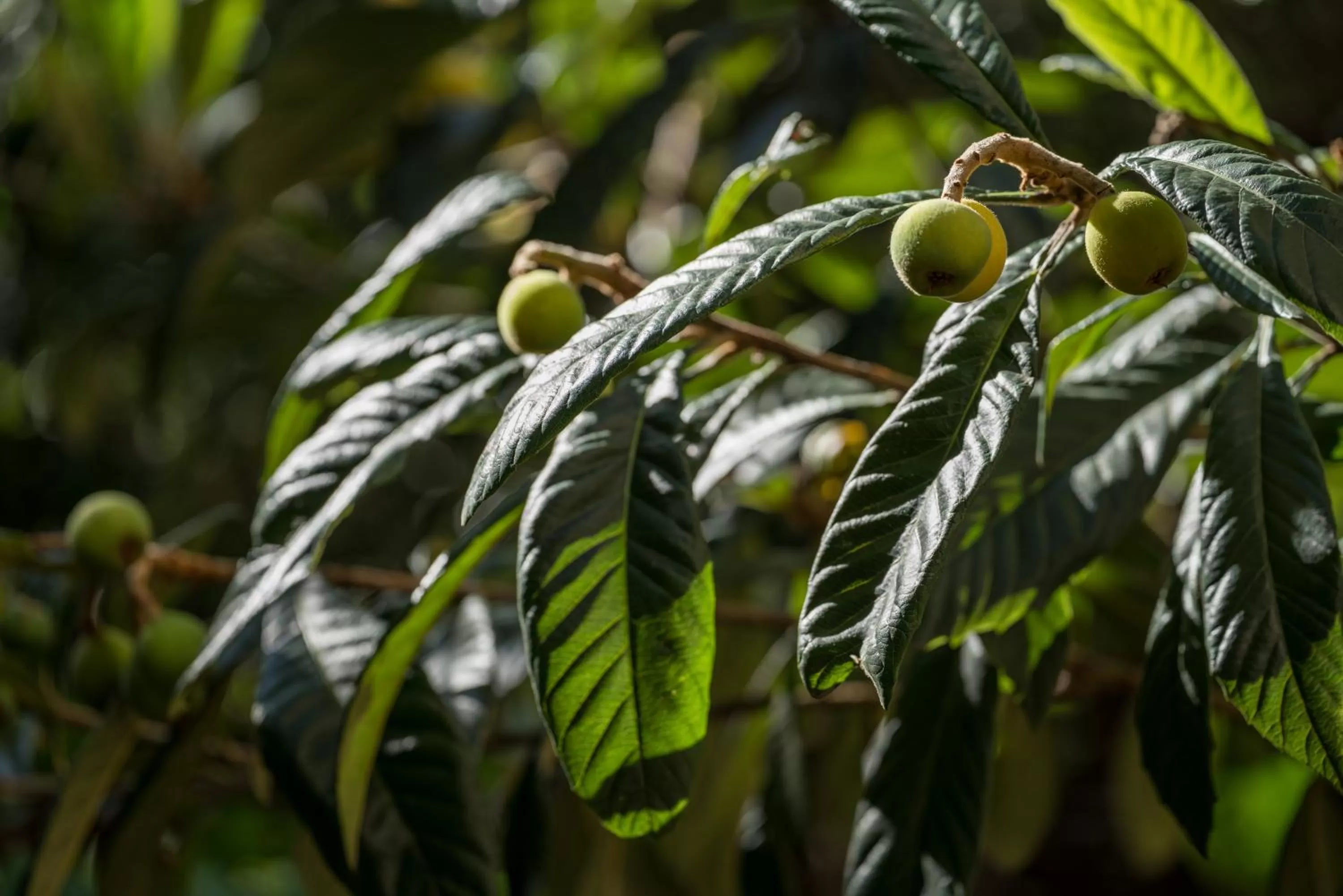 Garden in B Montmartre