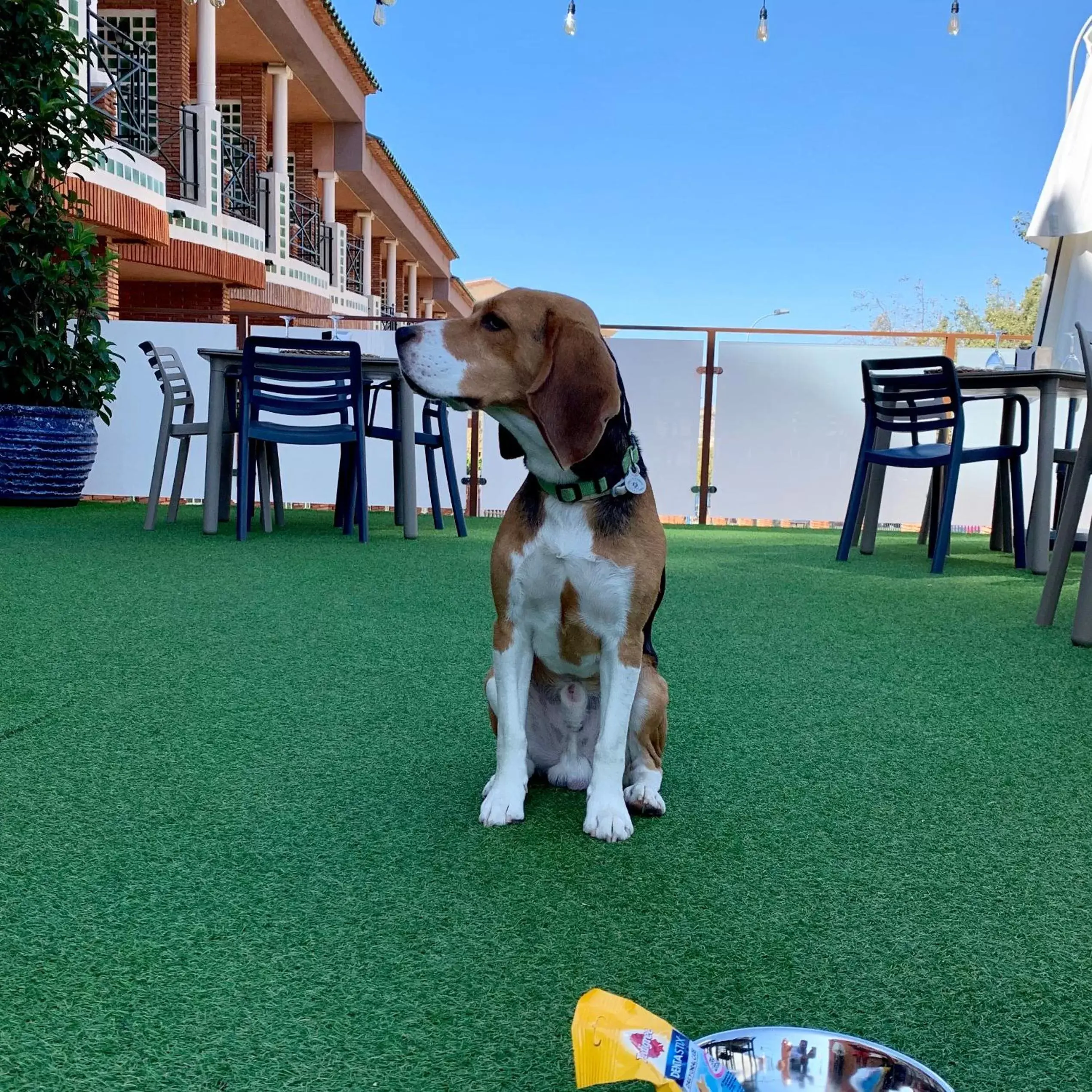 Pets in Hotel Boutique Calas de Alicante