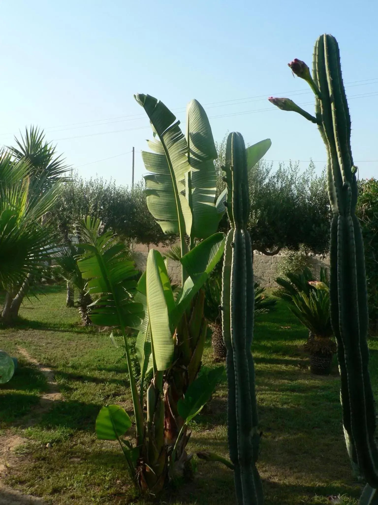 Garden in B&B Villa Francesco