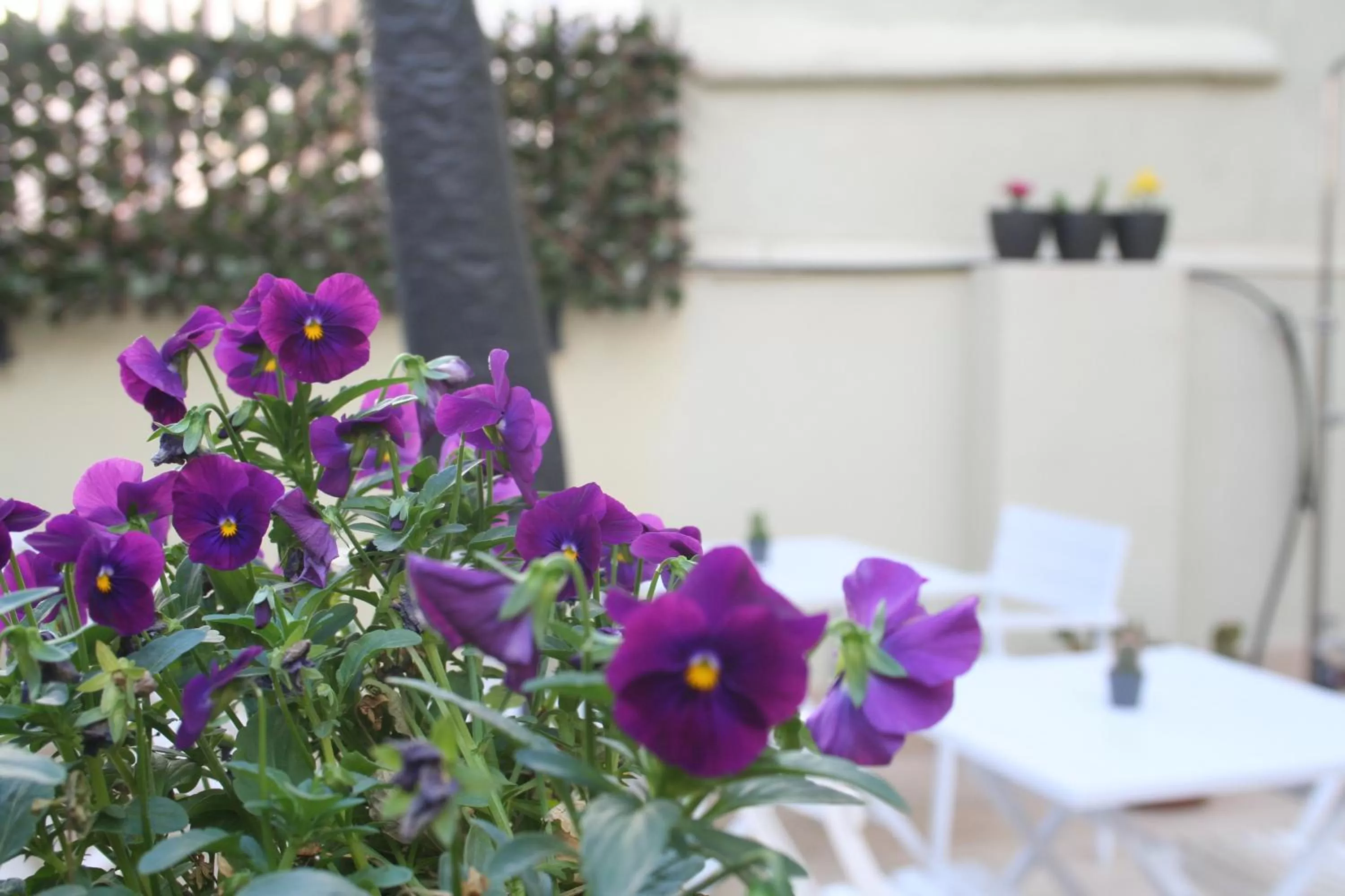 Balcony/Terrace in Zalamera BnB