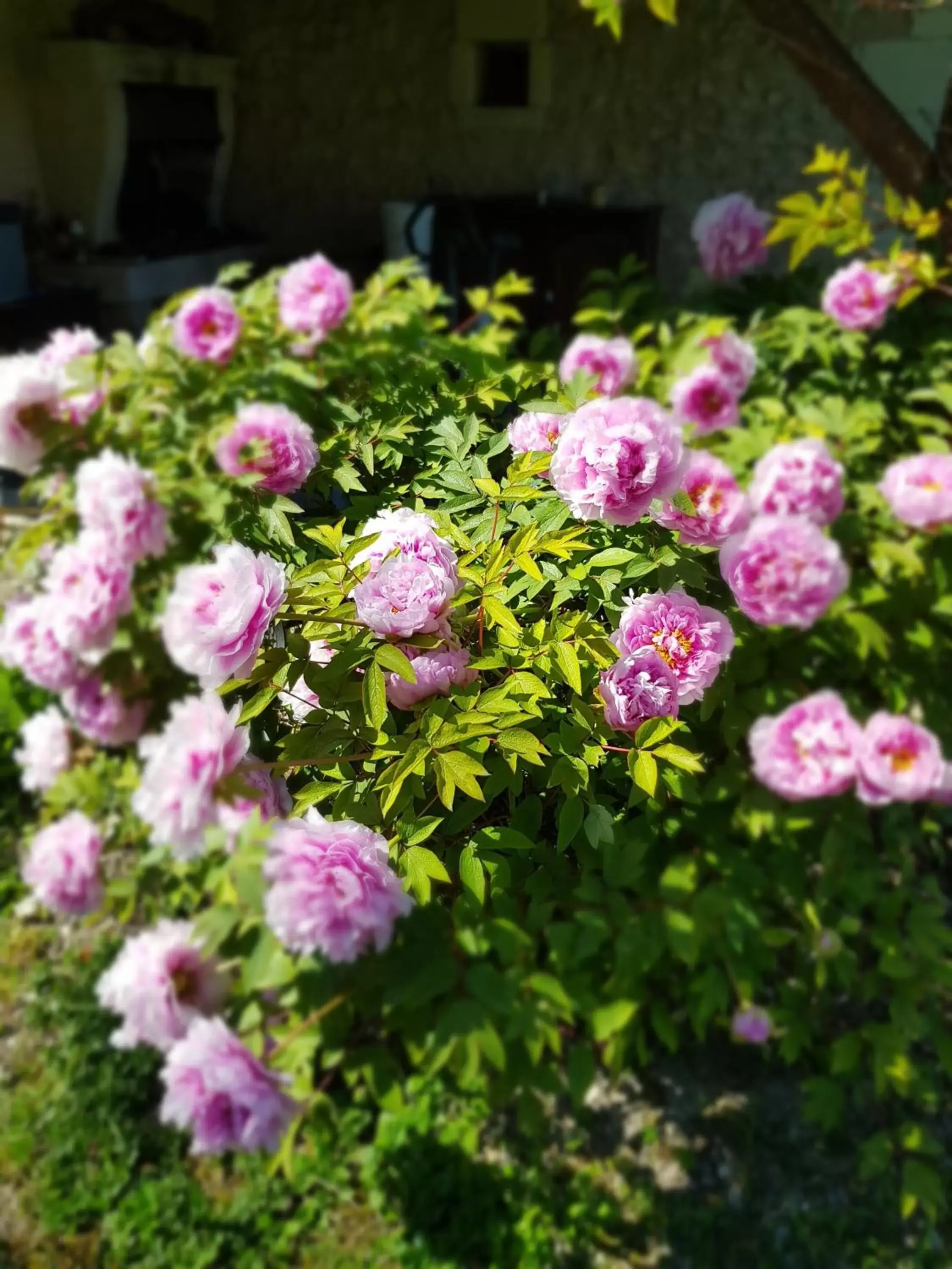 Garden in Chambres D'hôtes Anne-Marie