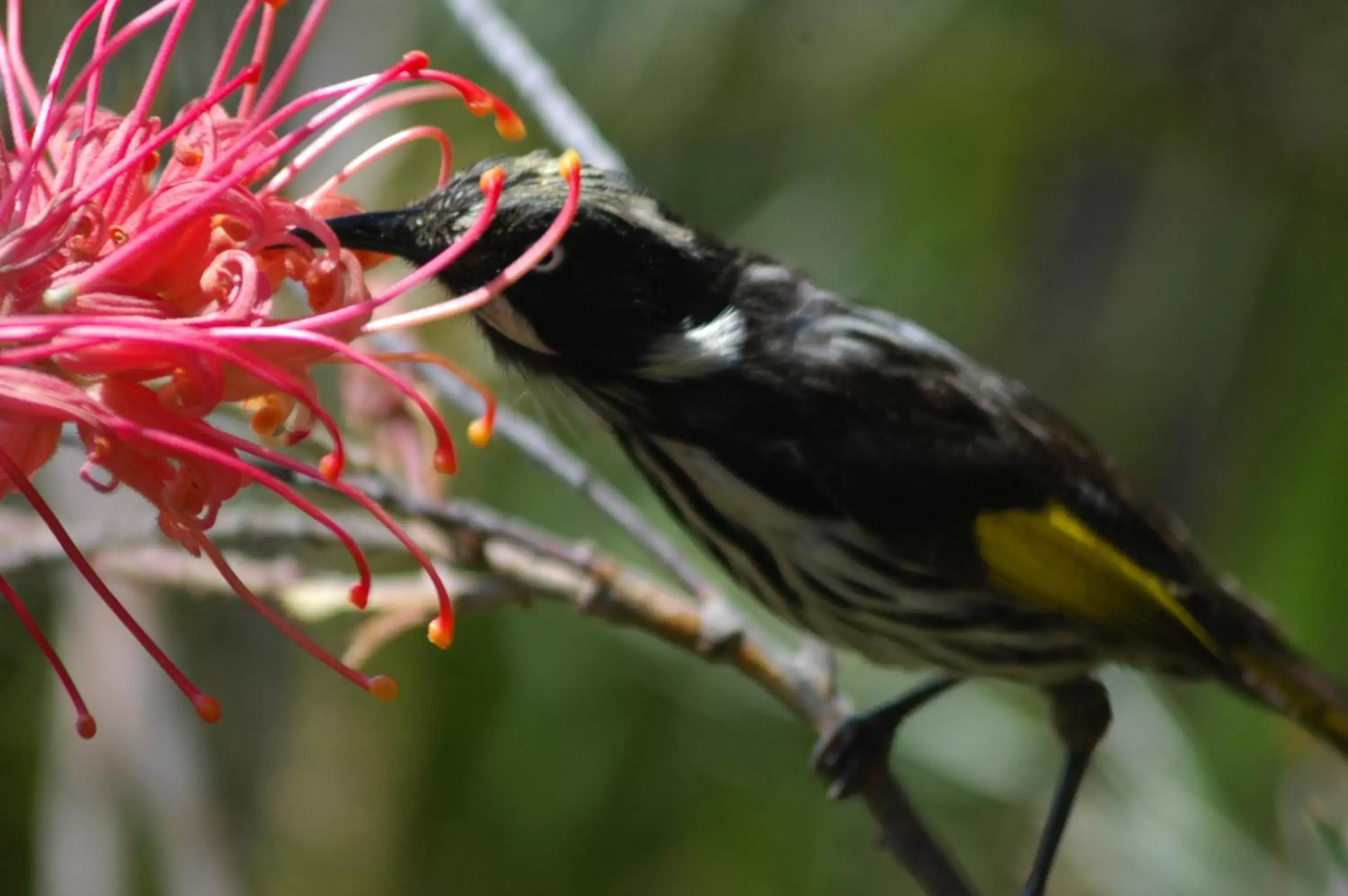 Animals, Food in Tathra Beach House Holiday Apartments