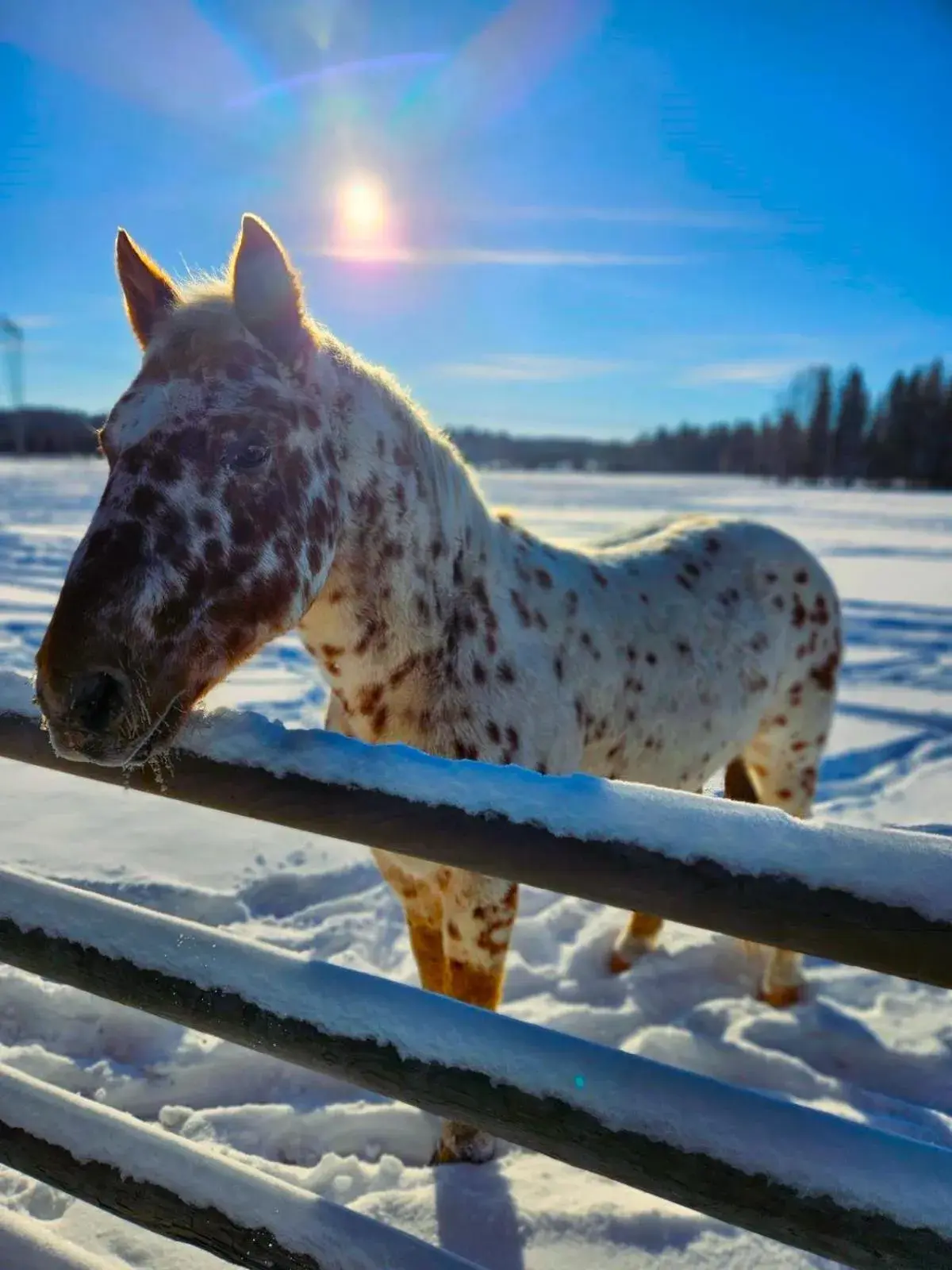 Natural landscape, Other Animals in Woodhouse Cottages And Ranch