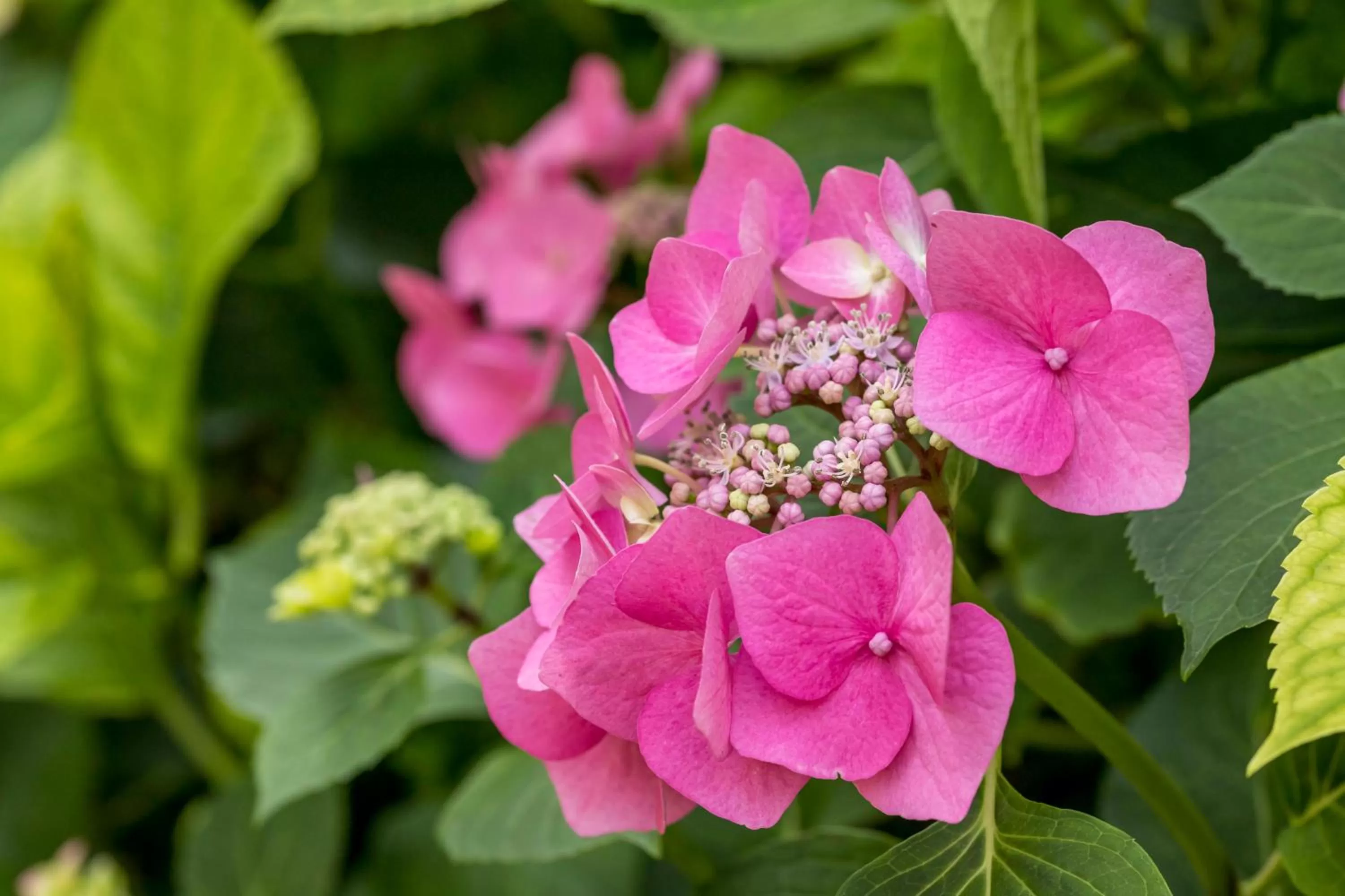 Garden in De Pastorie