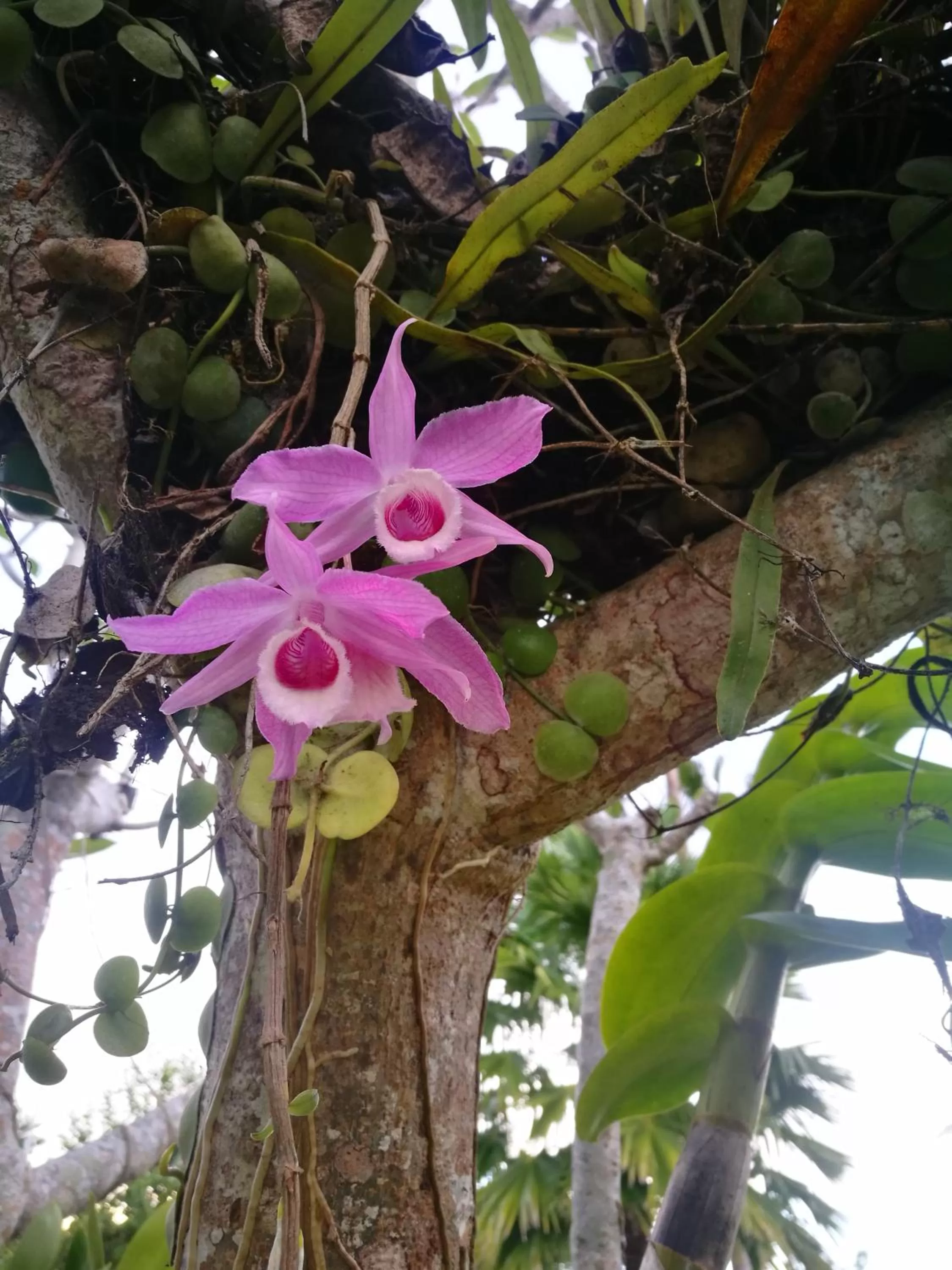 Rapopo Plantation Resort