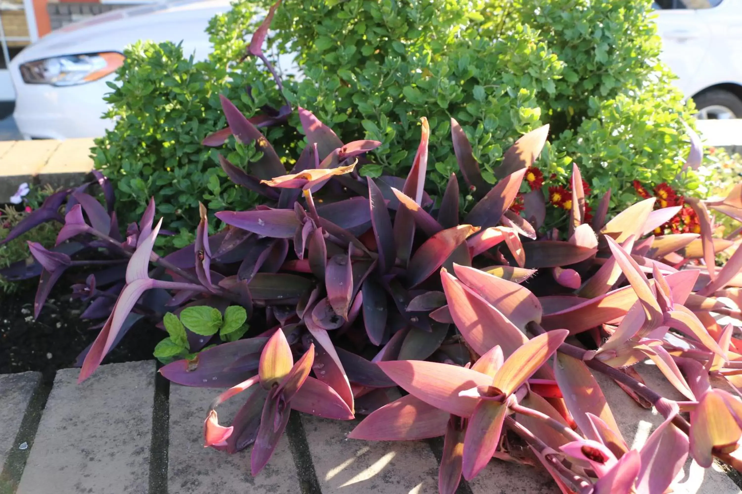 Garden in Rice Hill Inn