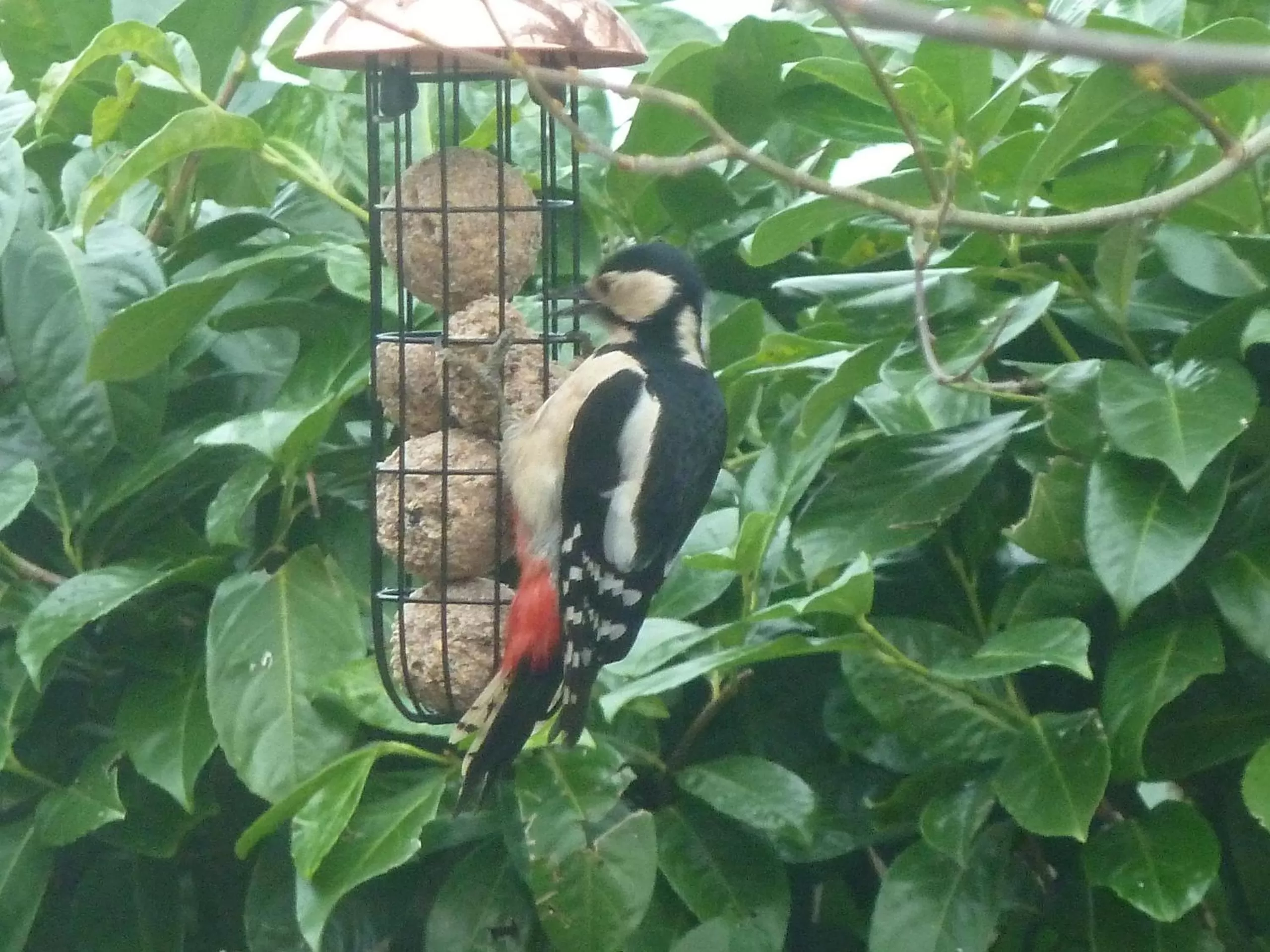 Garden in Oakenholt Farm Bed and Breakfast