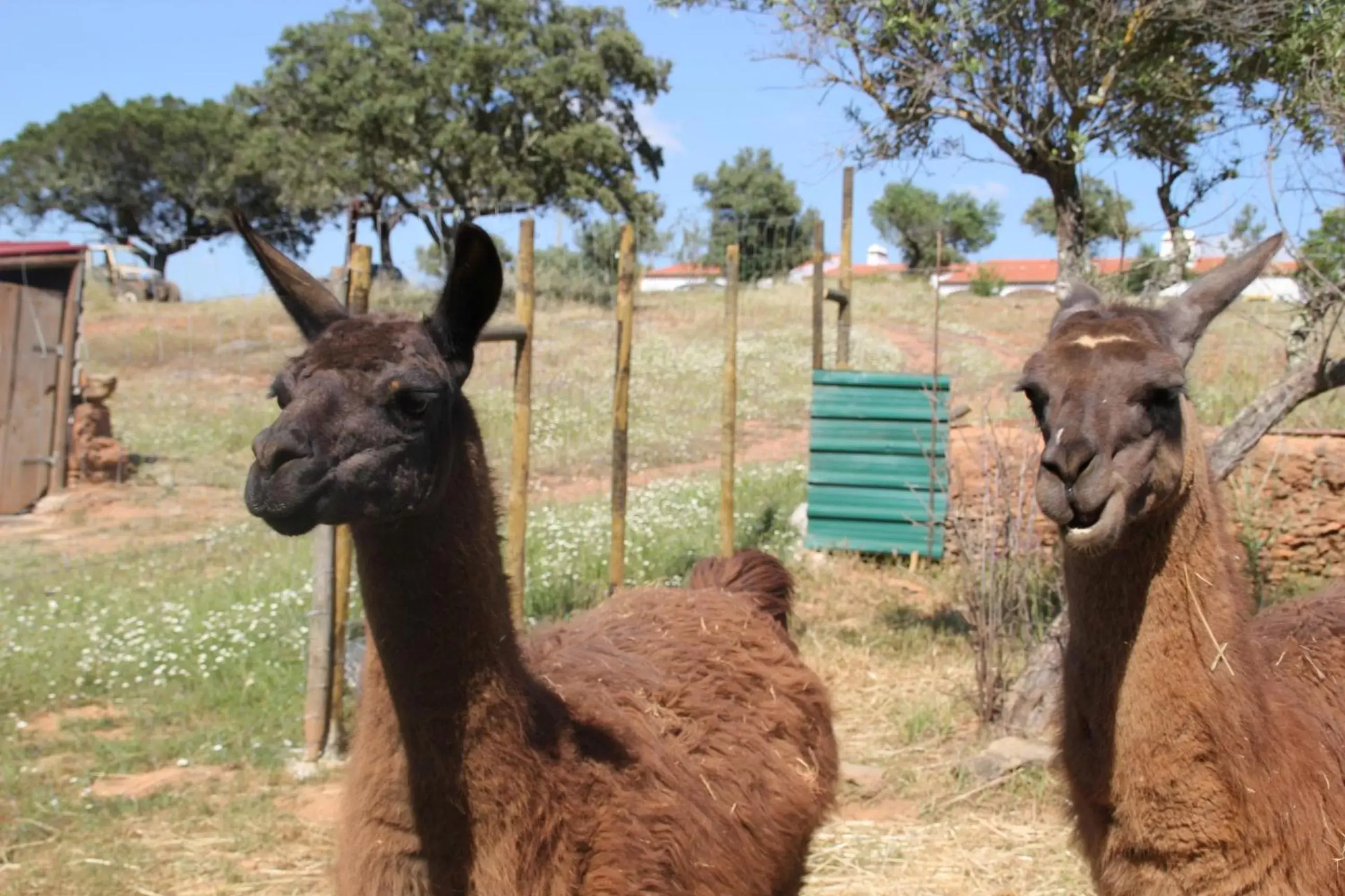 Other, Other Animals in Monte Santa Catarina