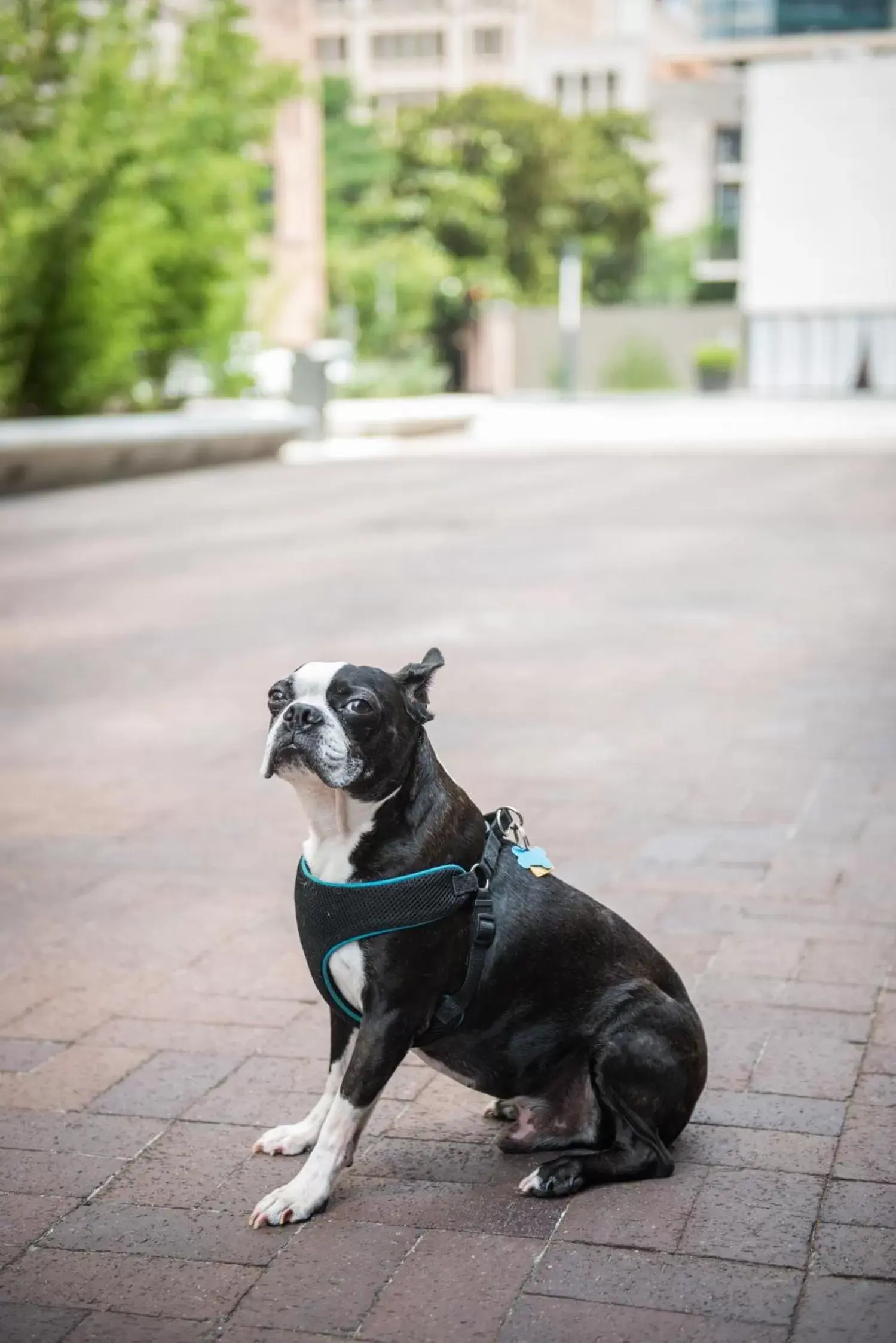 Pets in Magnolia Hotel Downtown Dallas