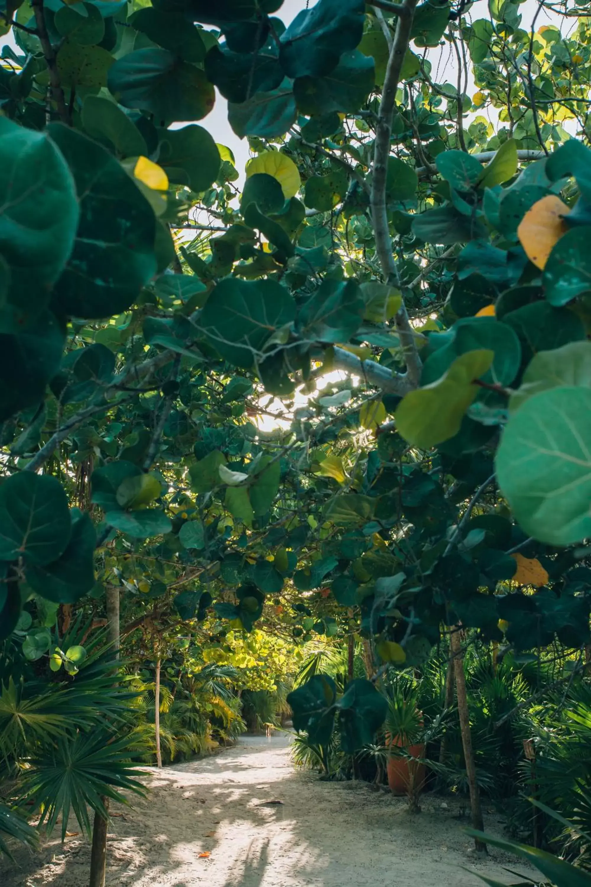 Garden in Ikal Tulum Hotel