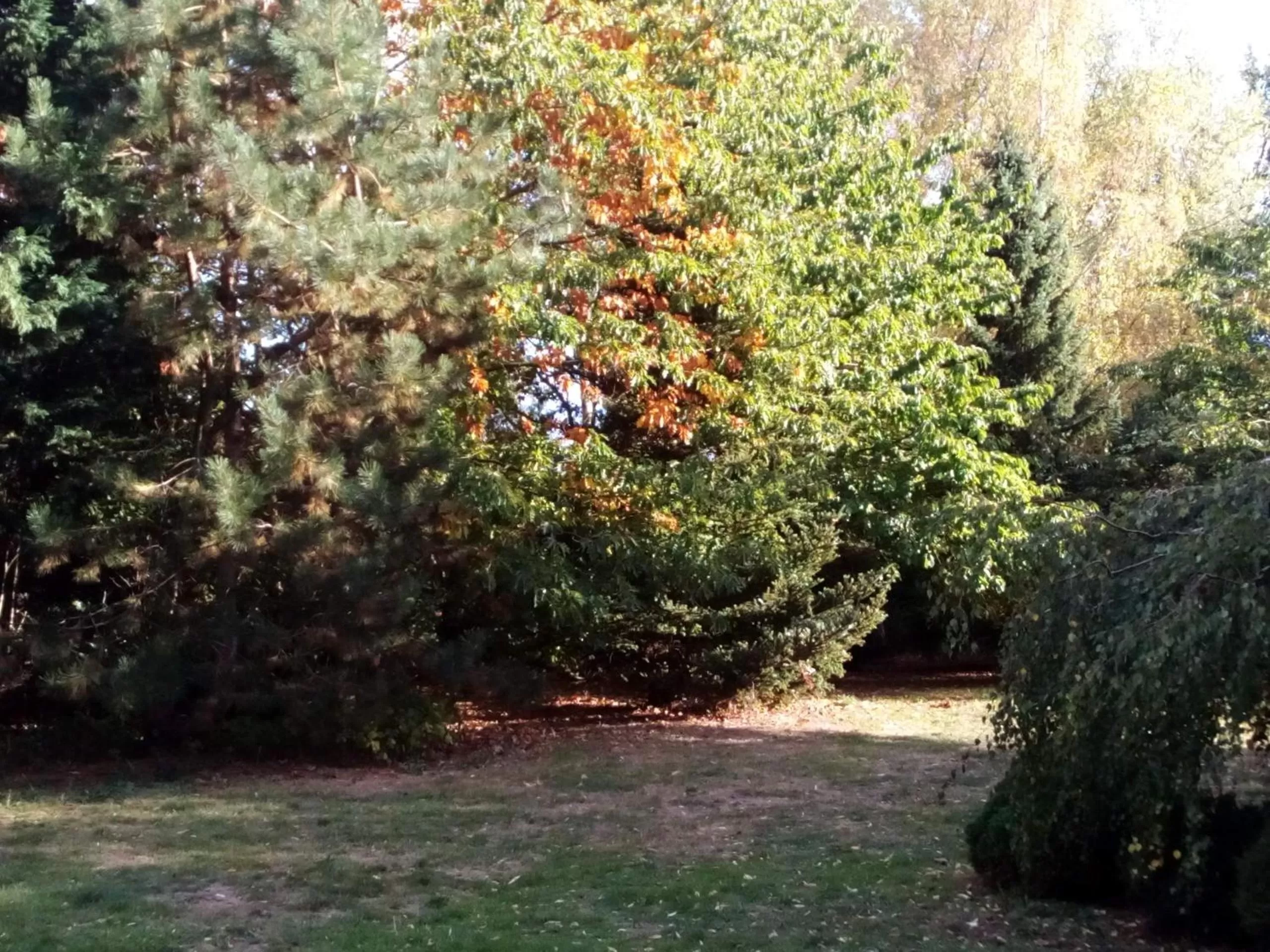 Hotel Leppiner Hof - B&B FRÜHSTÜCKSPENSION