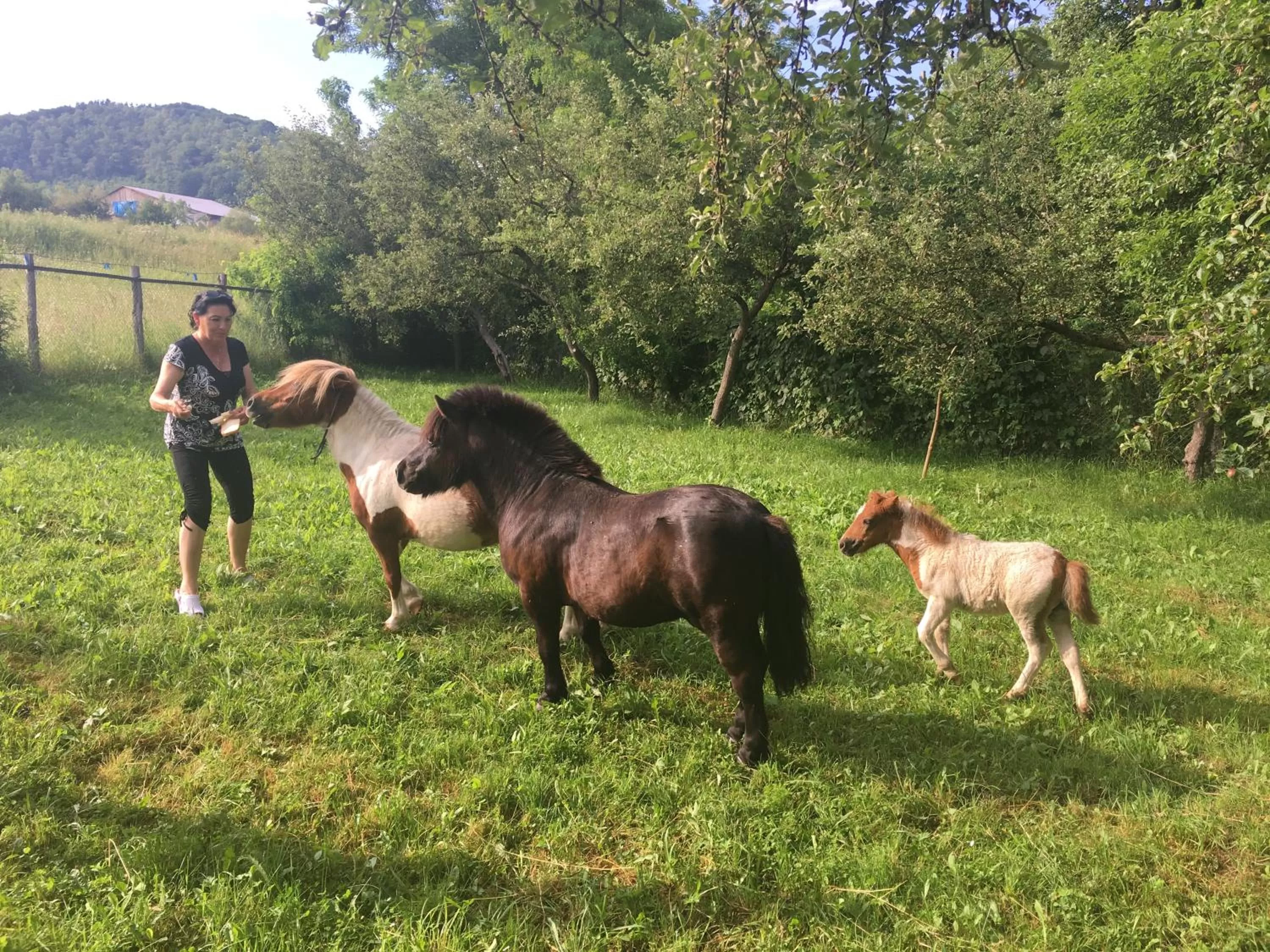 Property building, Other Animals in Pensiunea SilvAnka